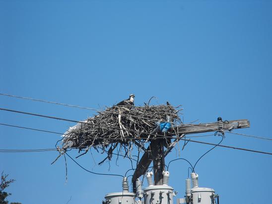 Osprey nest (with resident), Route 6, Swansea MA