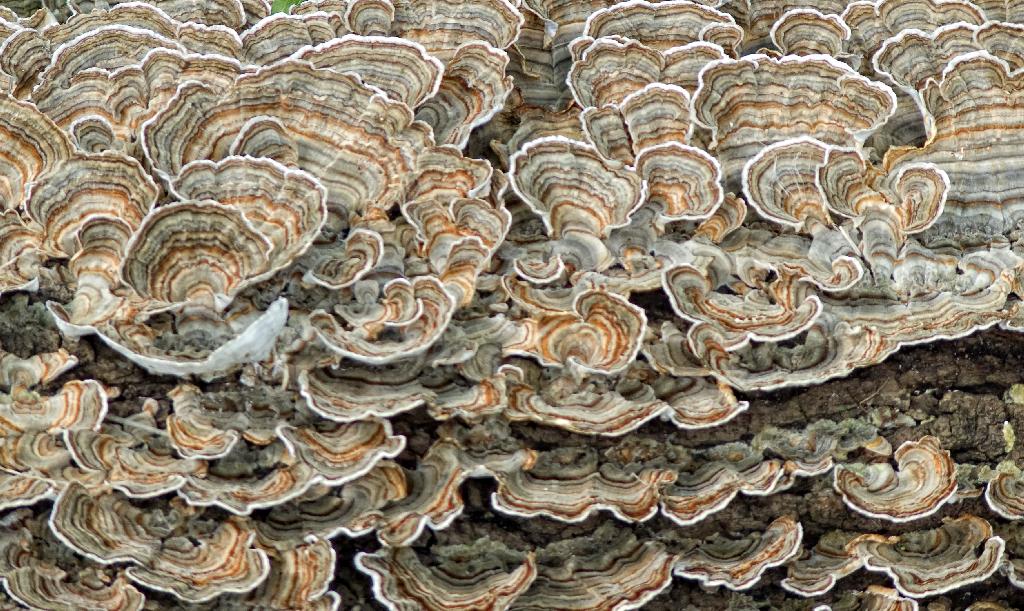 Fungus On A Log, Toronto, Ontario