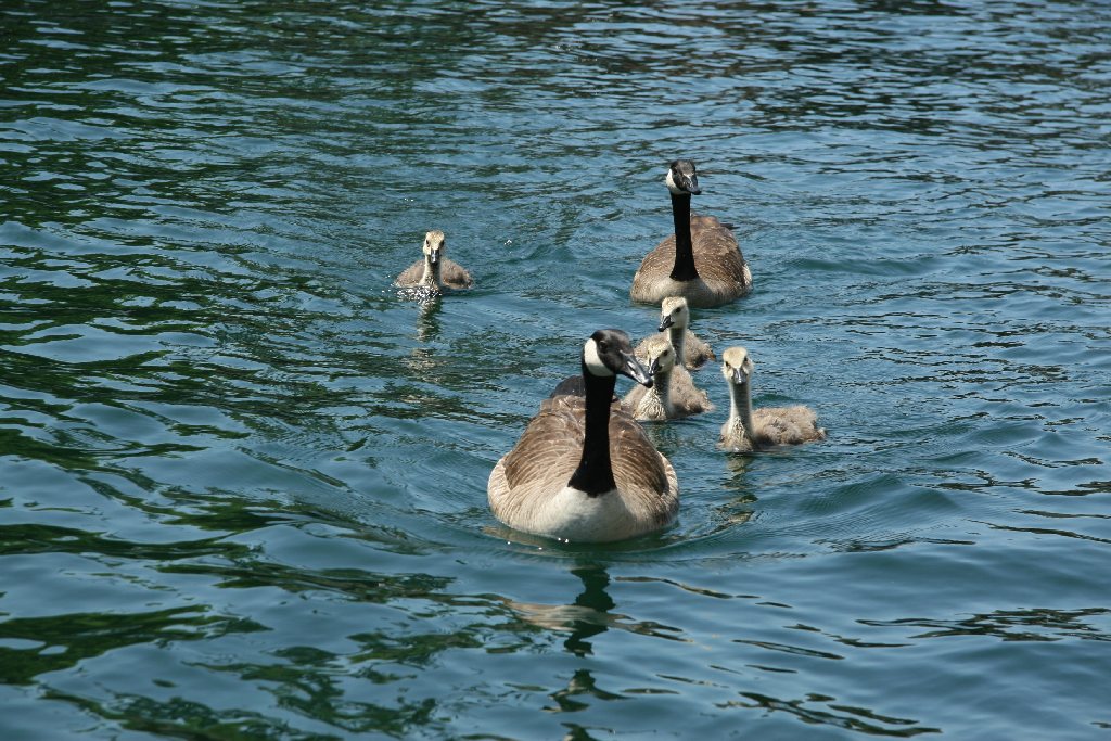 Canada Geese, Boldt Castle, Heart Island, Alexandria Bay, New York