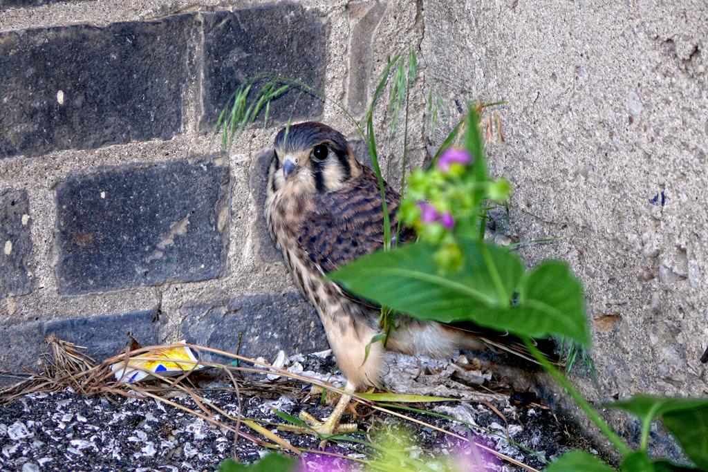 American Kestrel Hawk