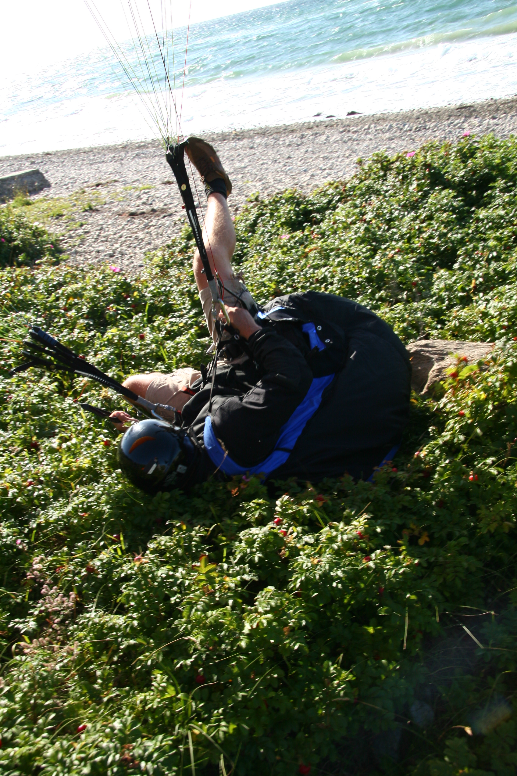 In the rosebush