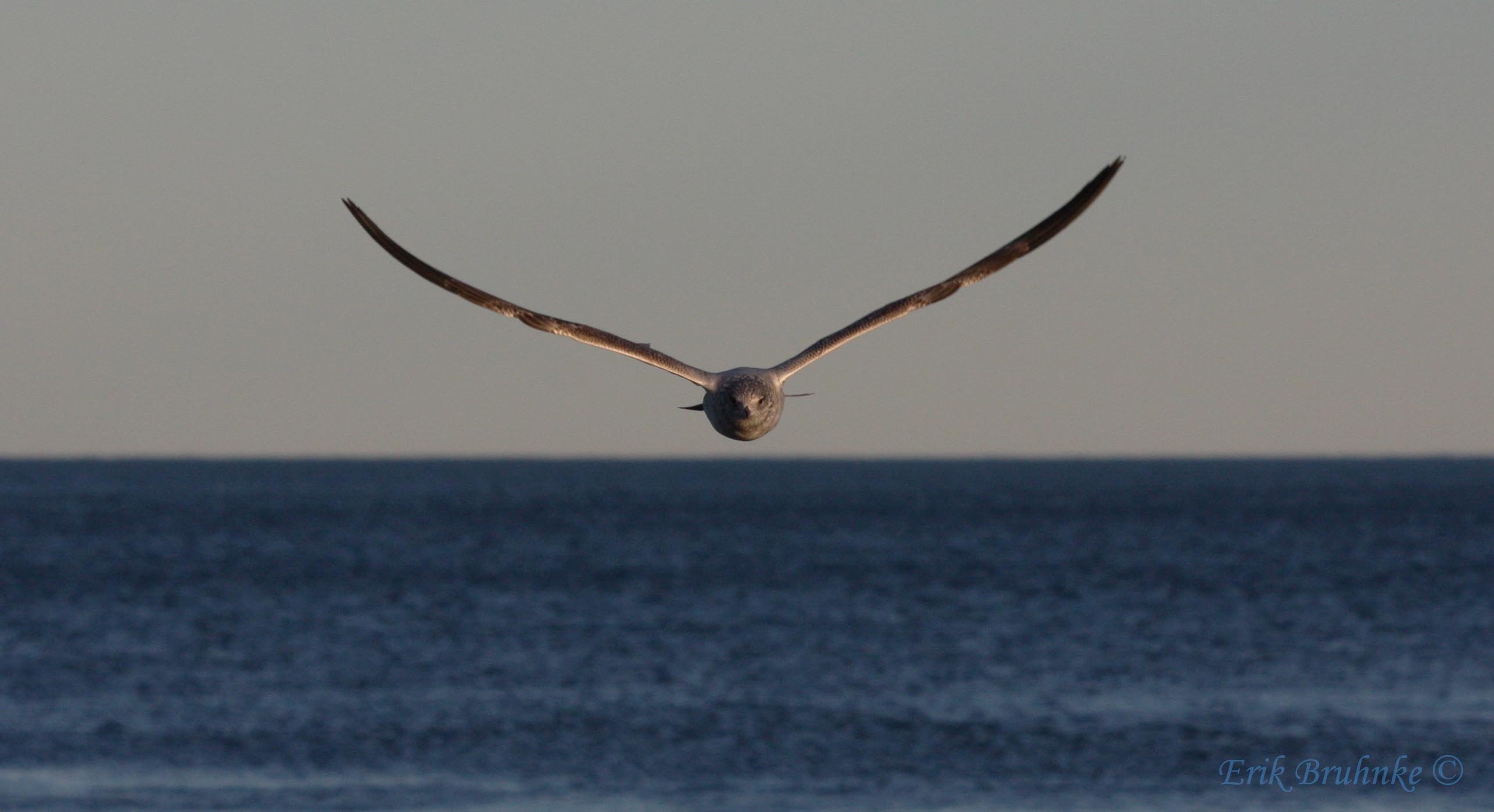 Eye-to-Eye with a Herring Gull