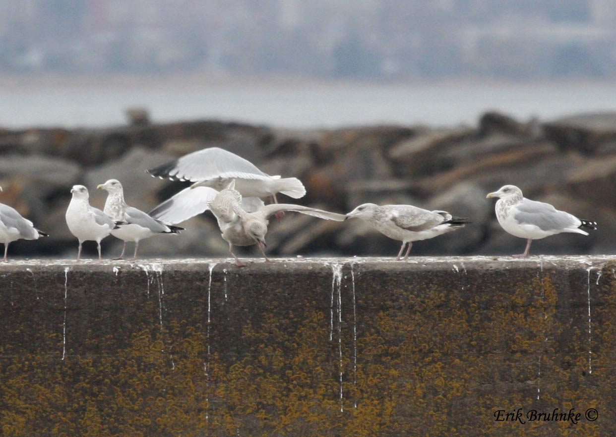 Herring Gull picking on the Iceland Gull