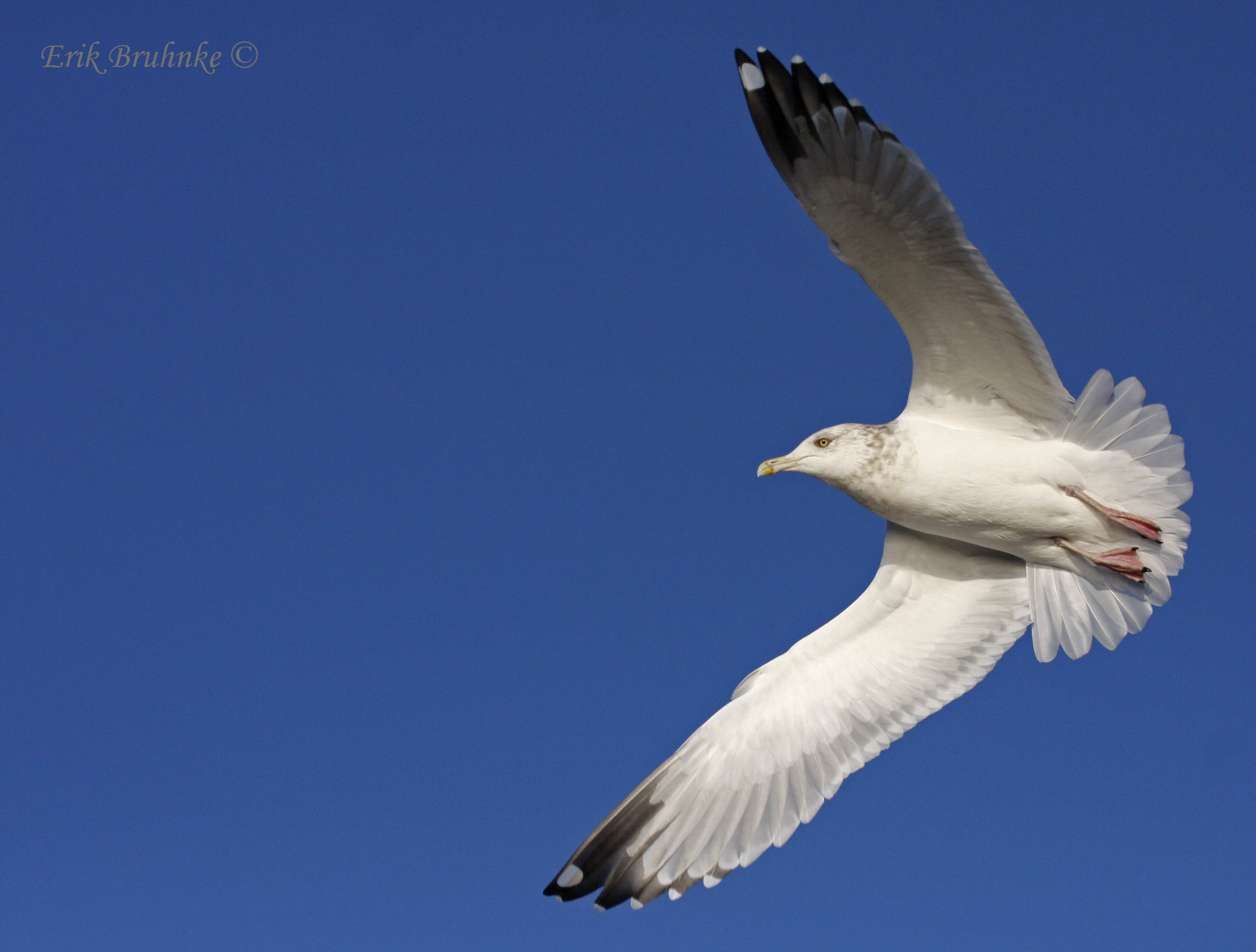 Herring Gull