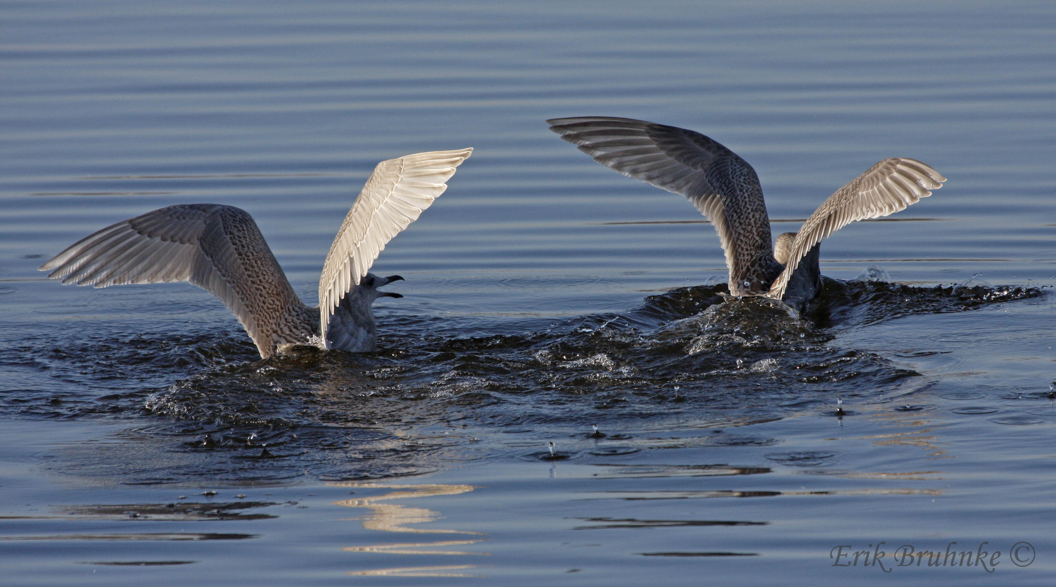 Iceland Gull Juvenile (left) and Thayers Gull Juvenile (right)