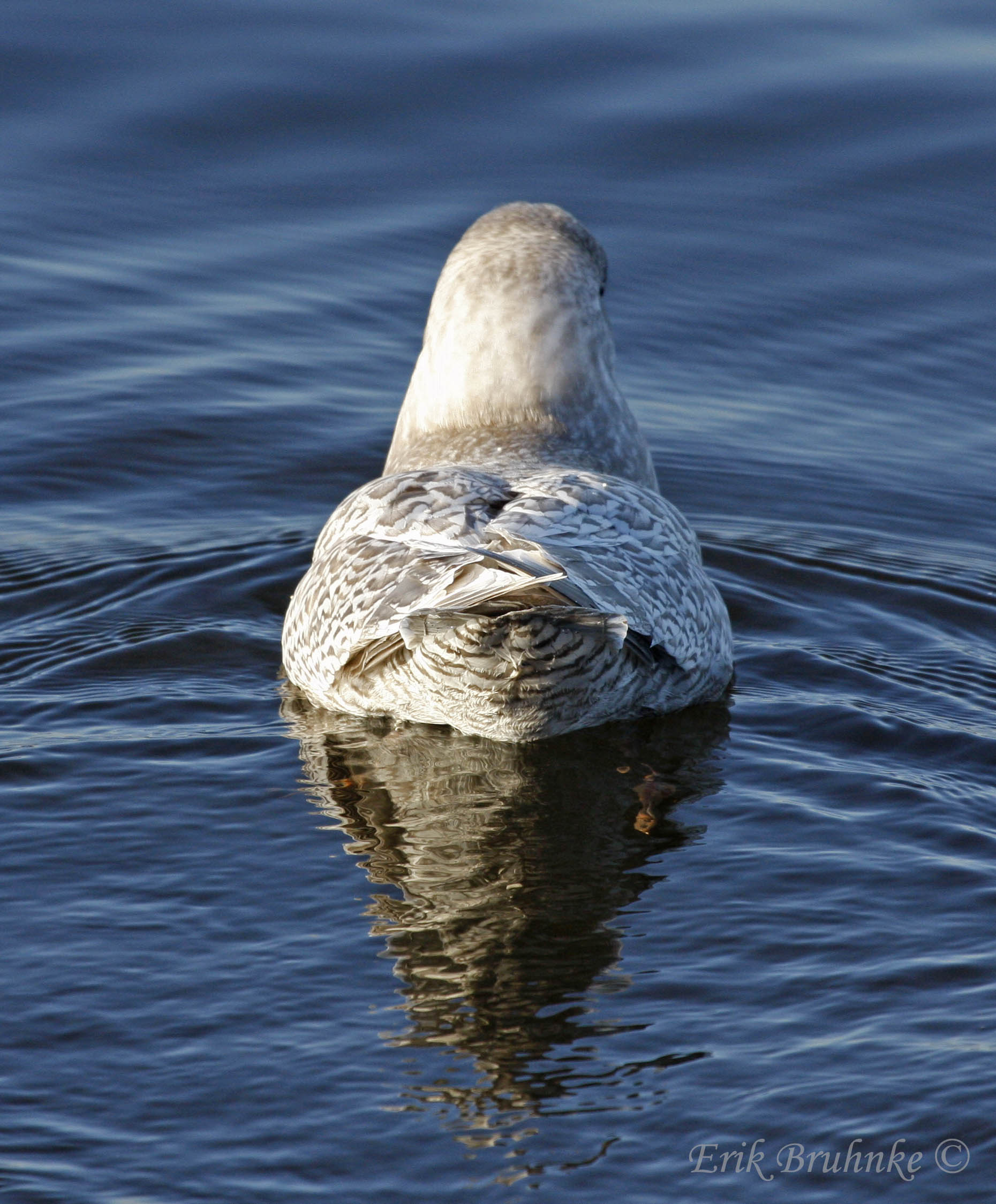 Thayers Gull (pale) - Juvenile