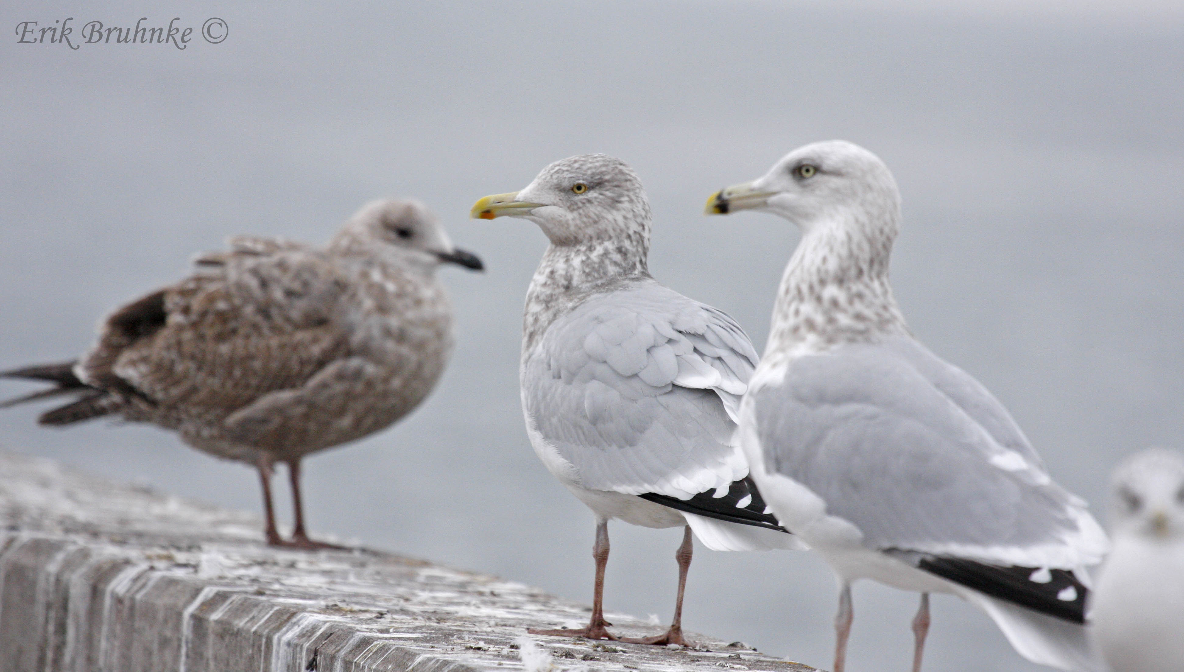 From left to right... Juvenile Herring Gull, Adult Herring Gull, 3rd cycle Herring Gull, Ring-billed Gull