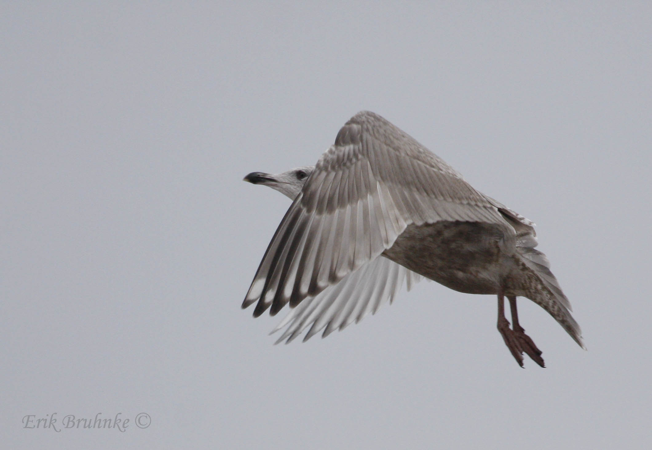 Thayers Gull (2nd cycle)