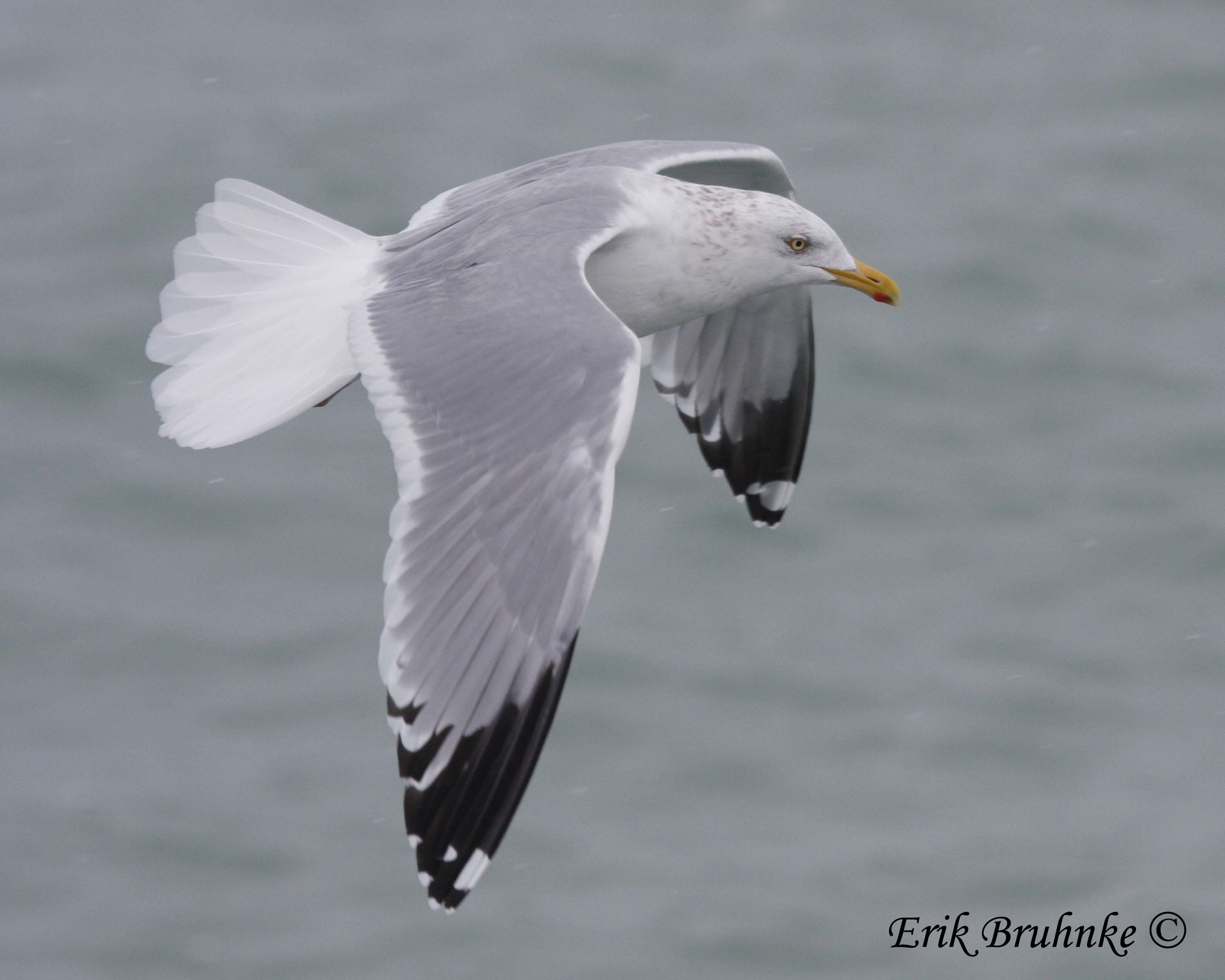 Adult Herring Gull