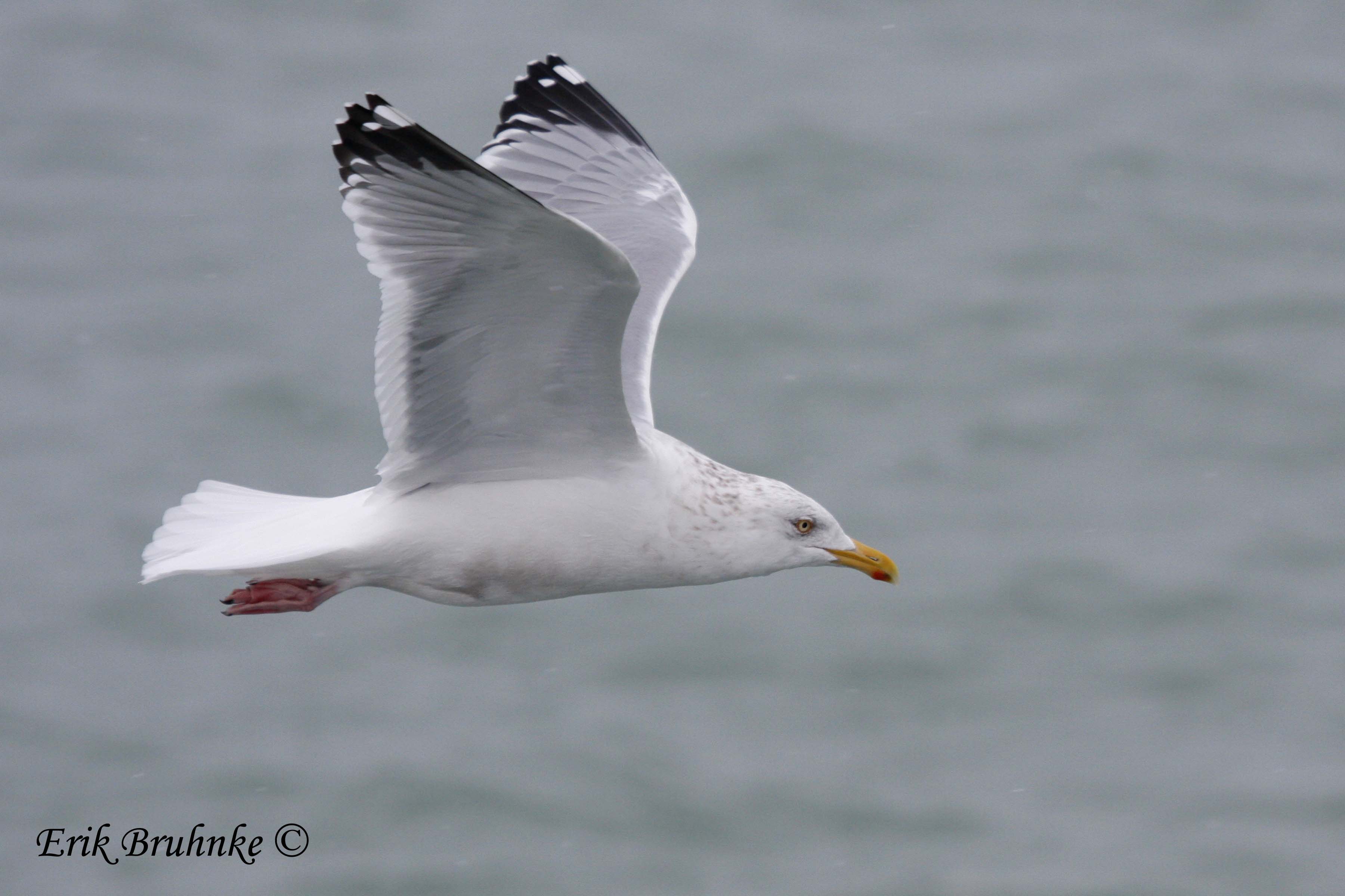 Adult Herring Gull