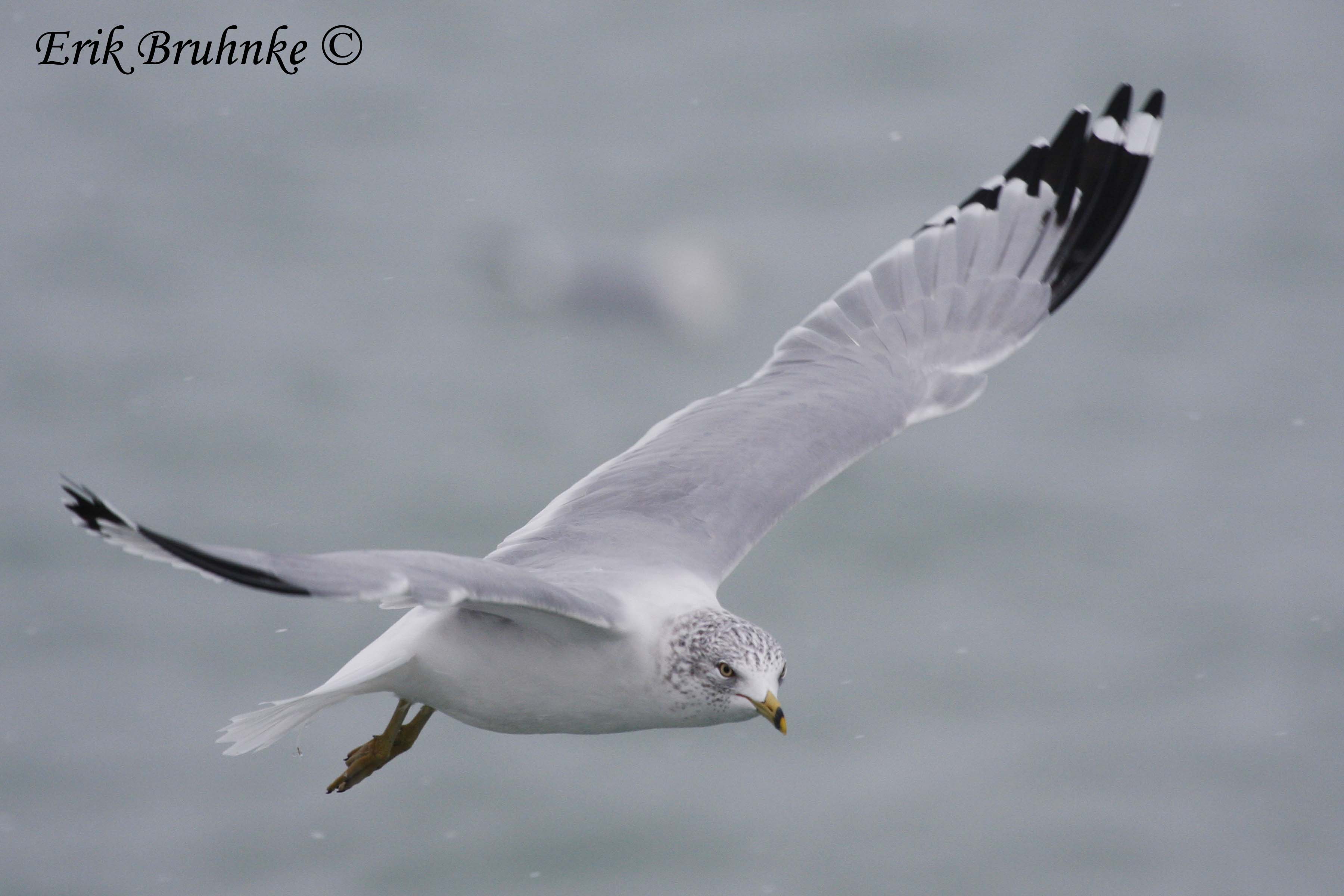 Adult Ring-billed Gull