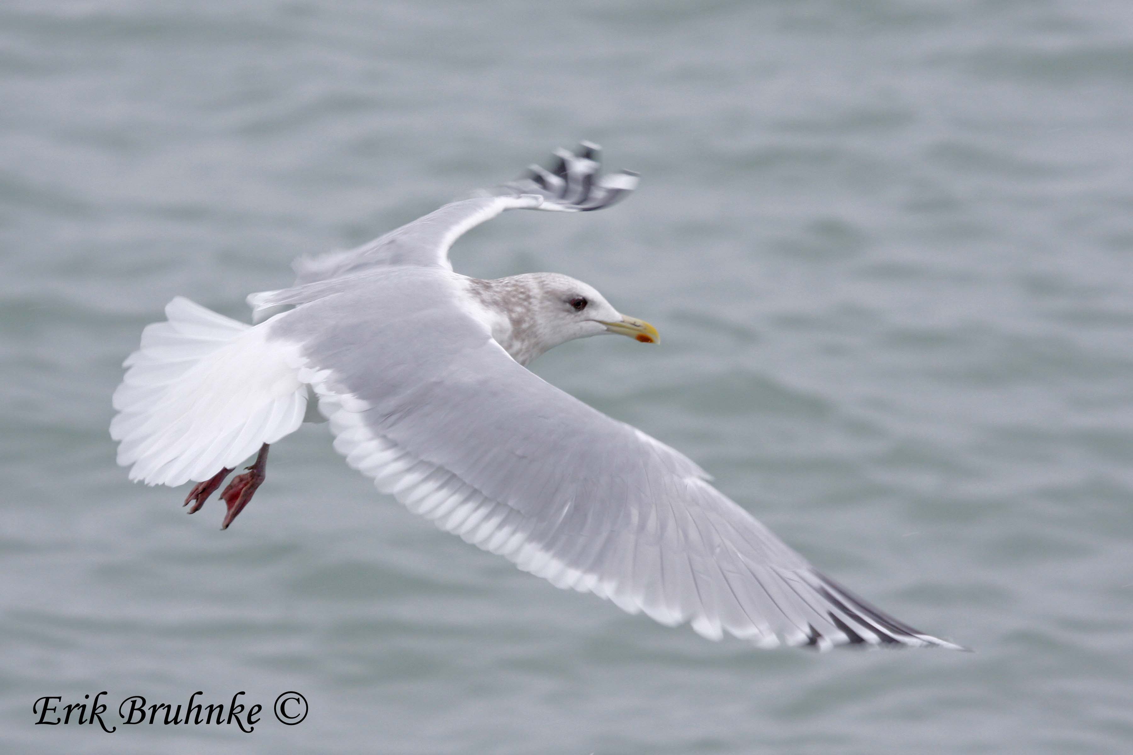 Adult Thayers Gull - so striking!