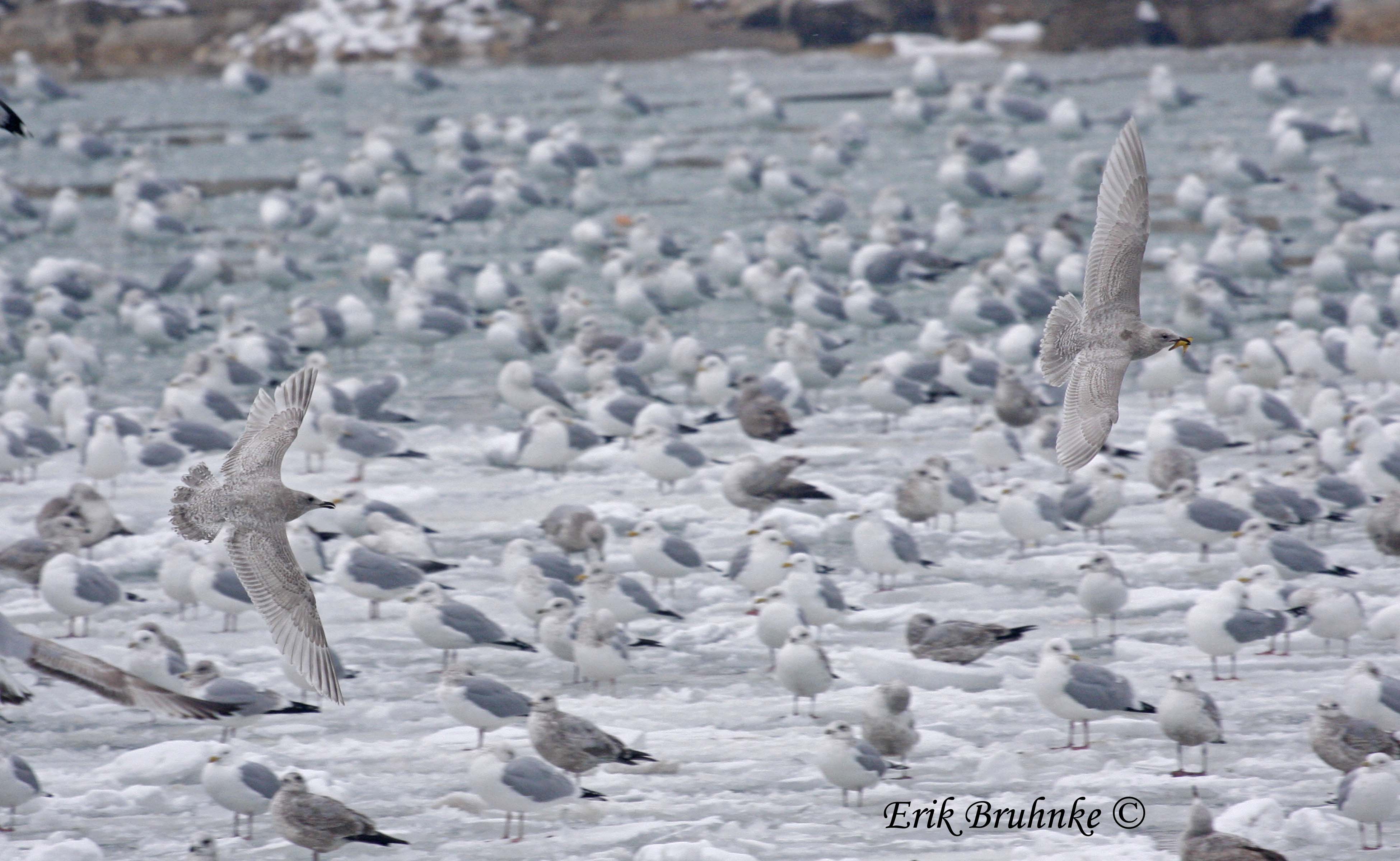 Juvenile Thayers Gull (left) chasing juvenile Iceland Gull (right)