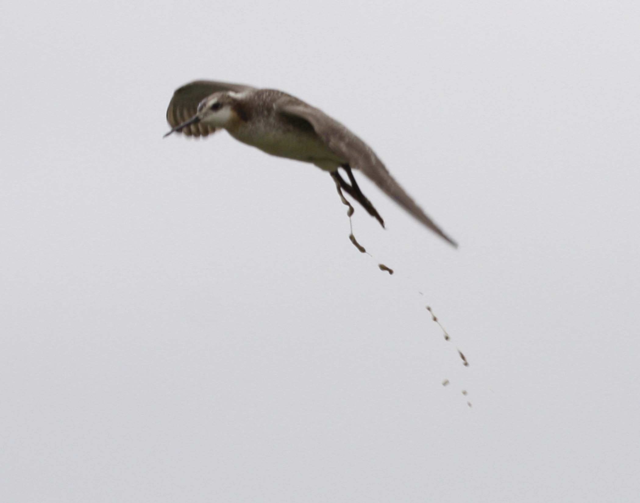 Wilsons Phalarope, releasing a little bit of weight