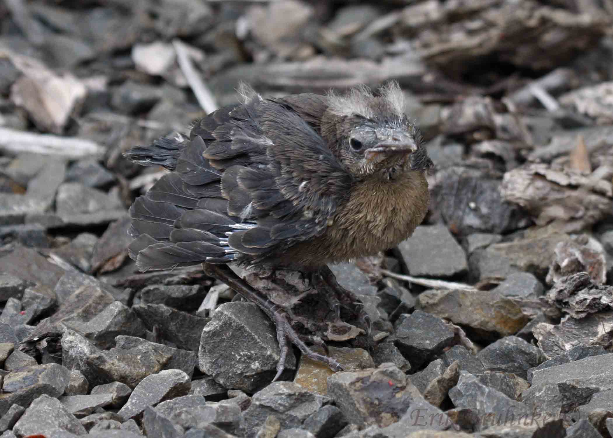 Brewers Blackbird fledgling