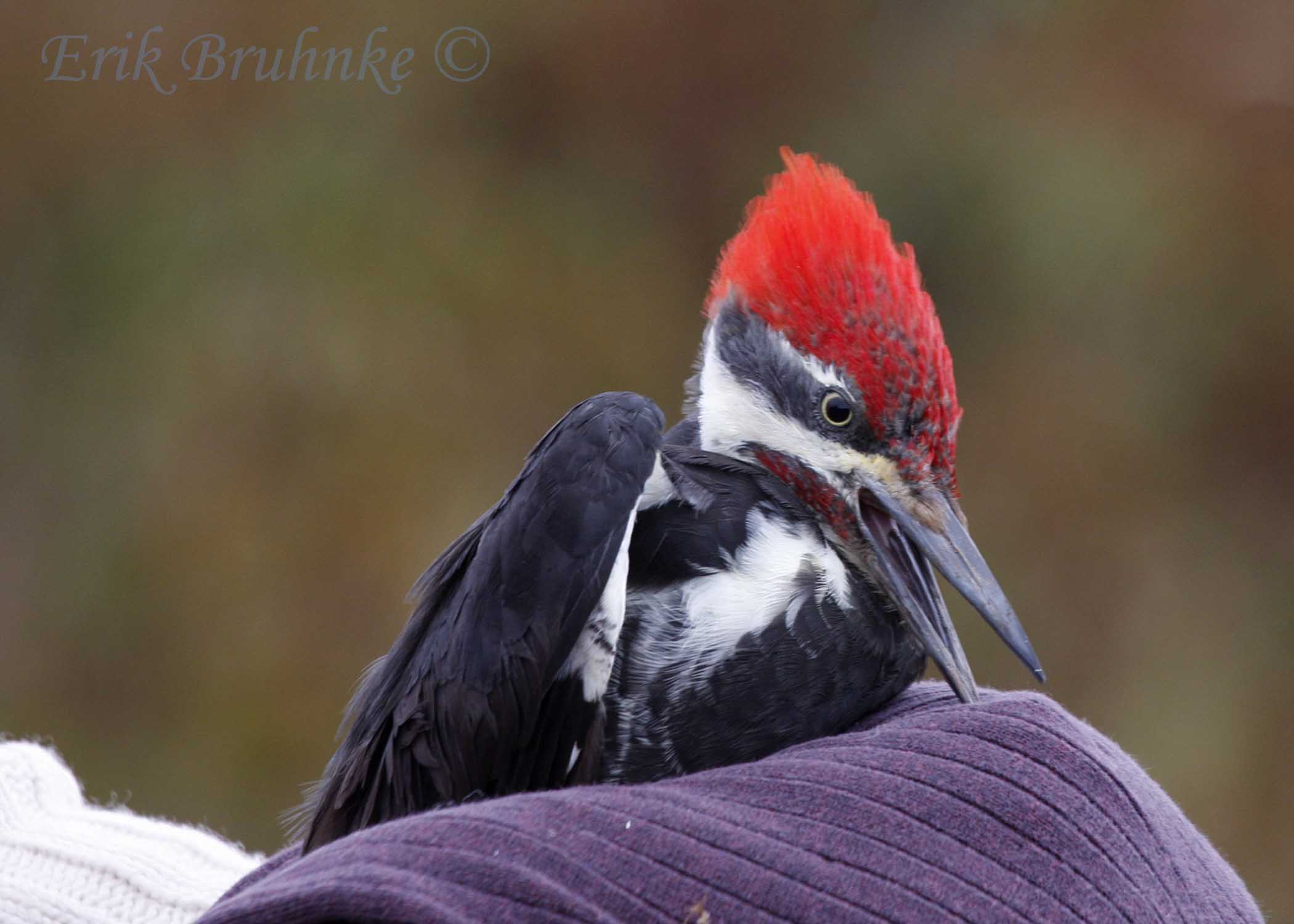 Pileated Woodpecker!