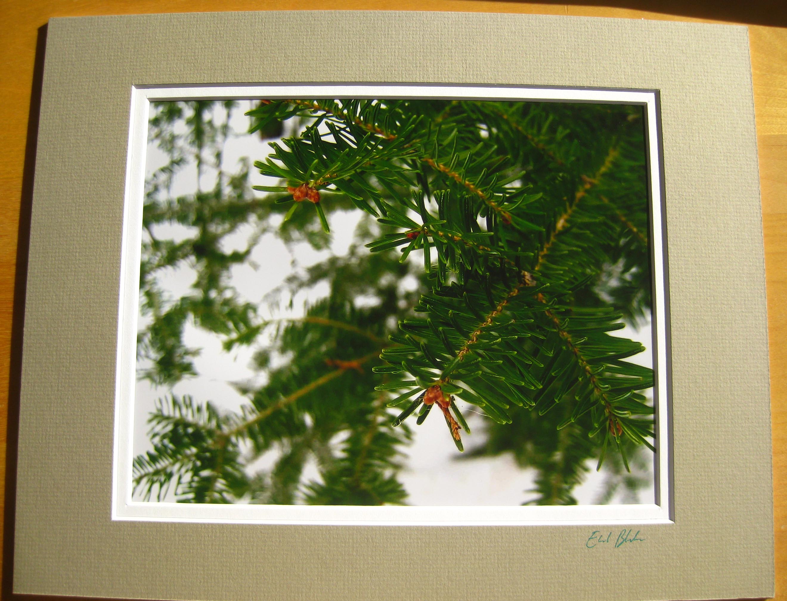 Balsam Fir (matted print)