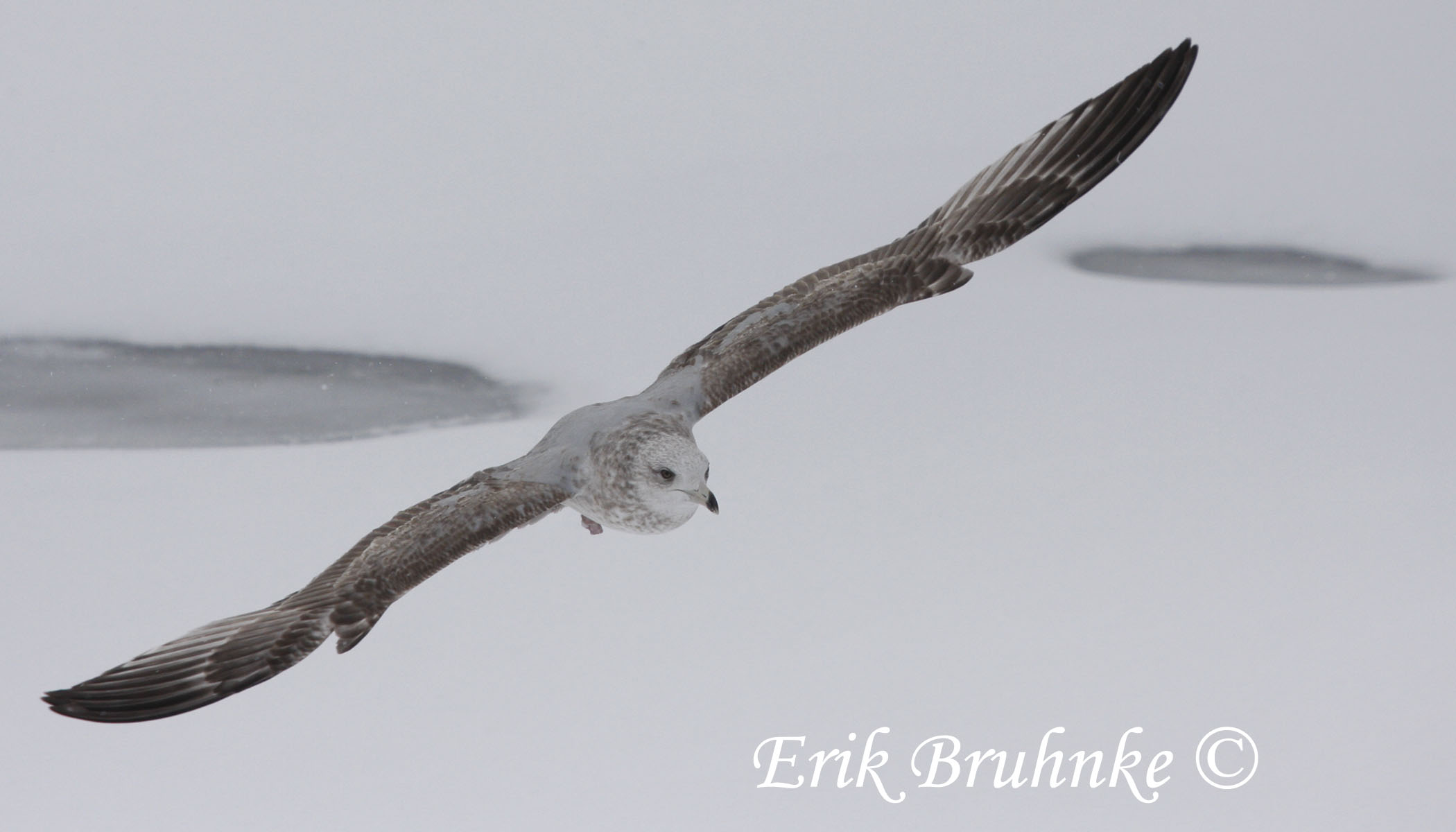 Herring Gull