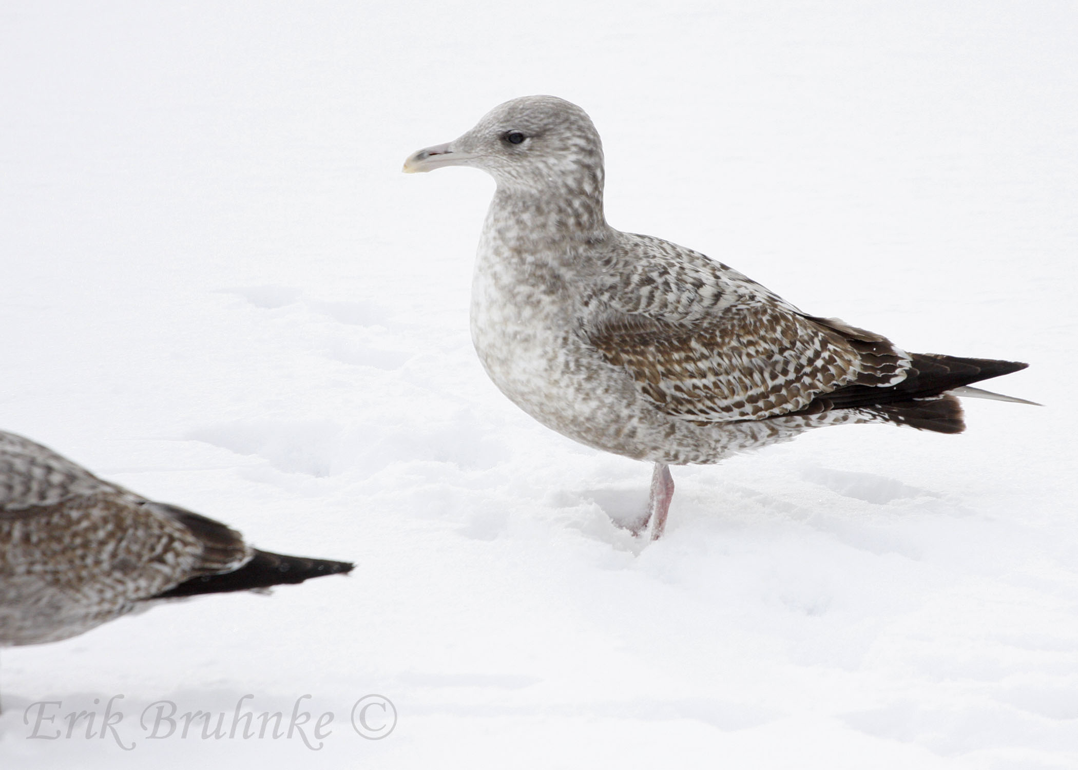1st-cycle Herring Gull