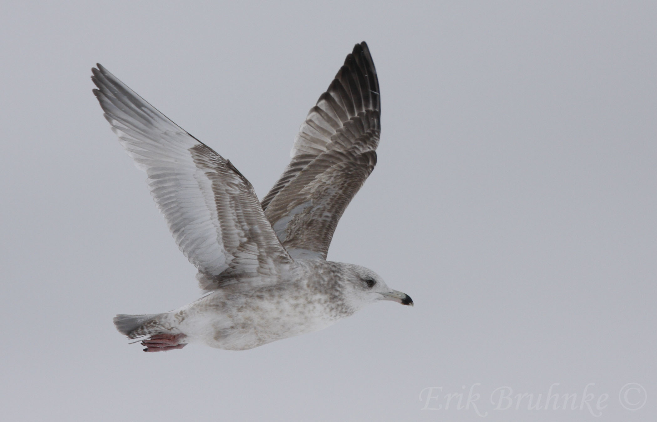 Herring Gull
