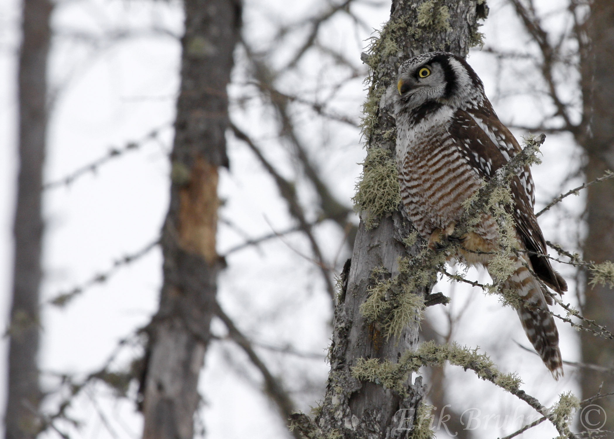 Northern Hawk Owl