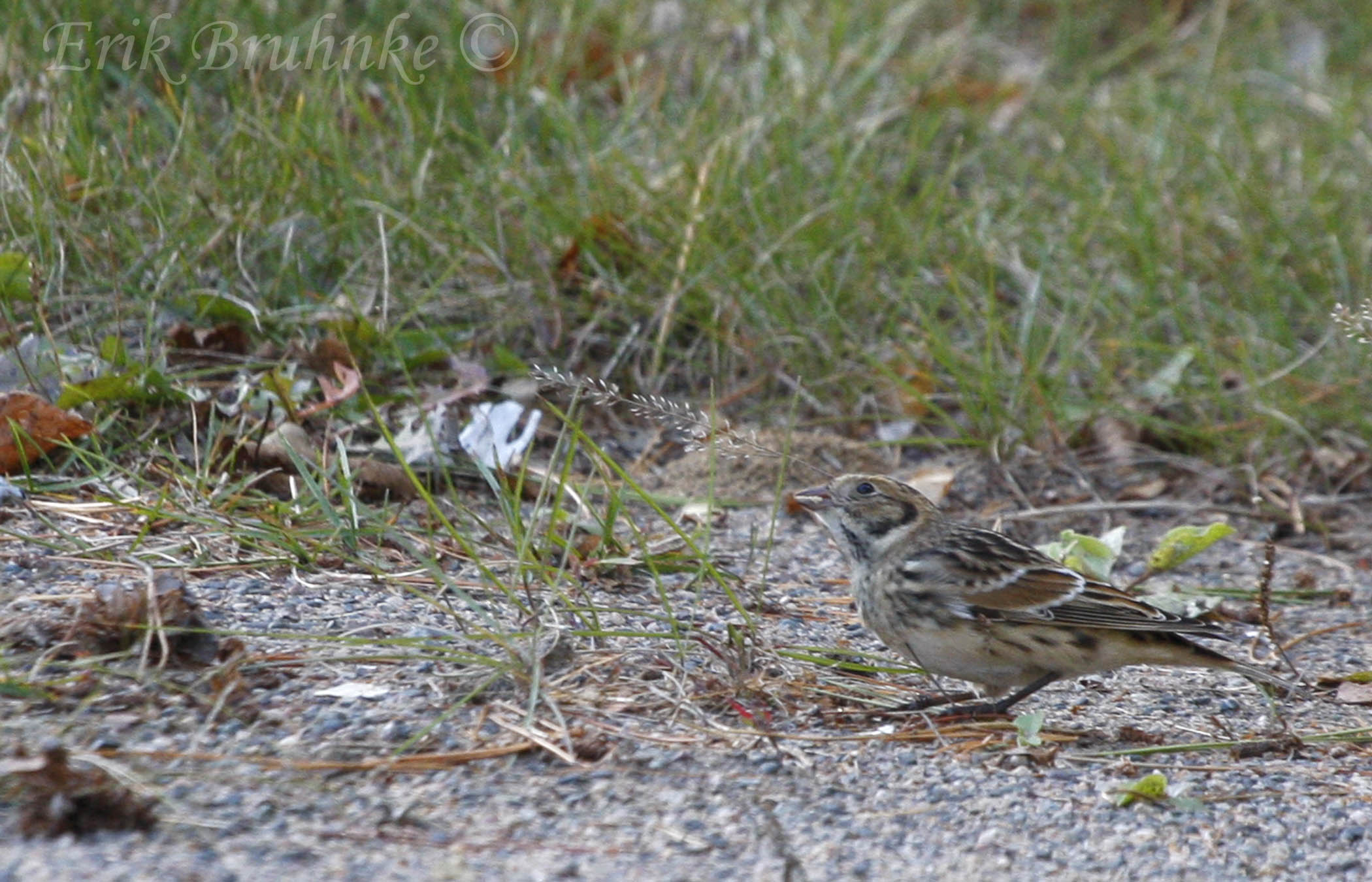 Lapland Longspur