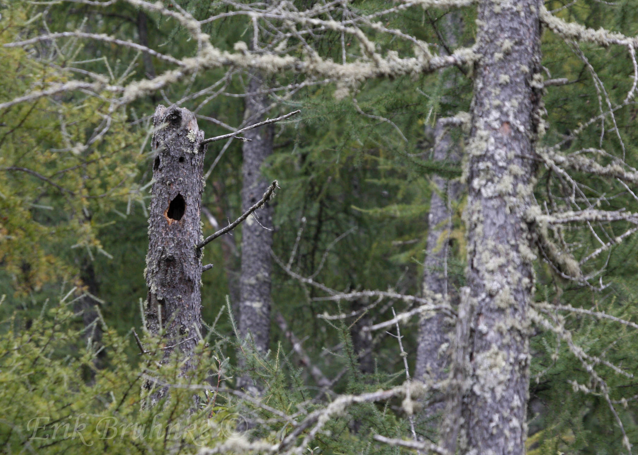 Pileated Woodpecker Cavity