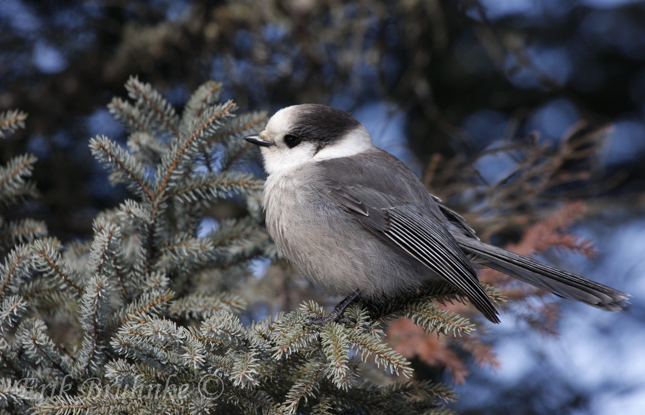 Gray Jay