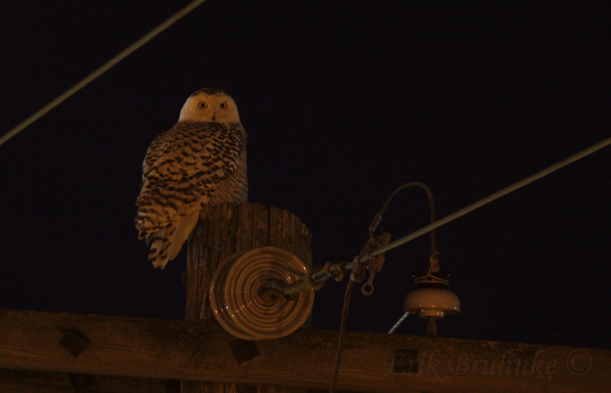 Snowy Owl. Four-second shutter exposuer. No flash was used