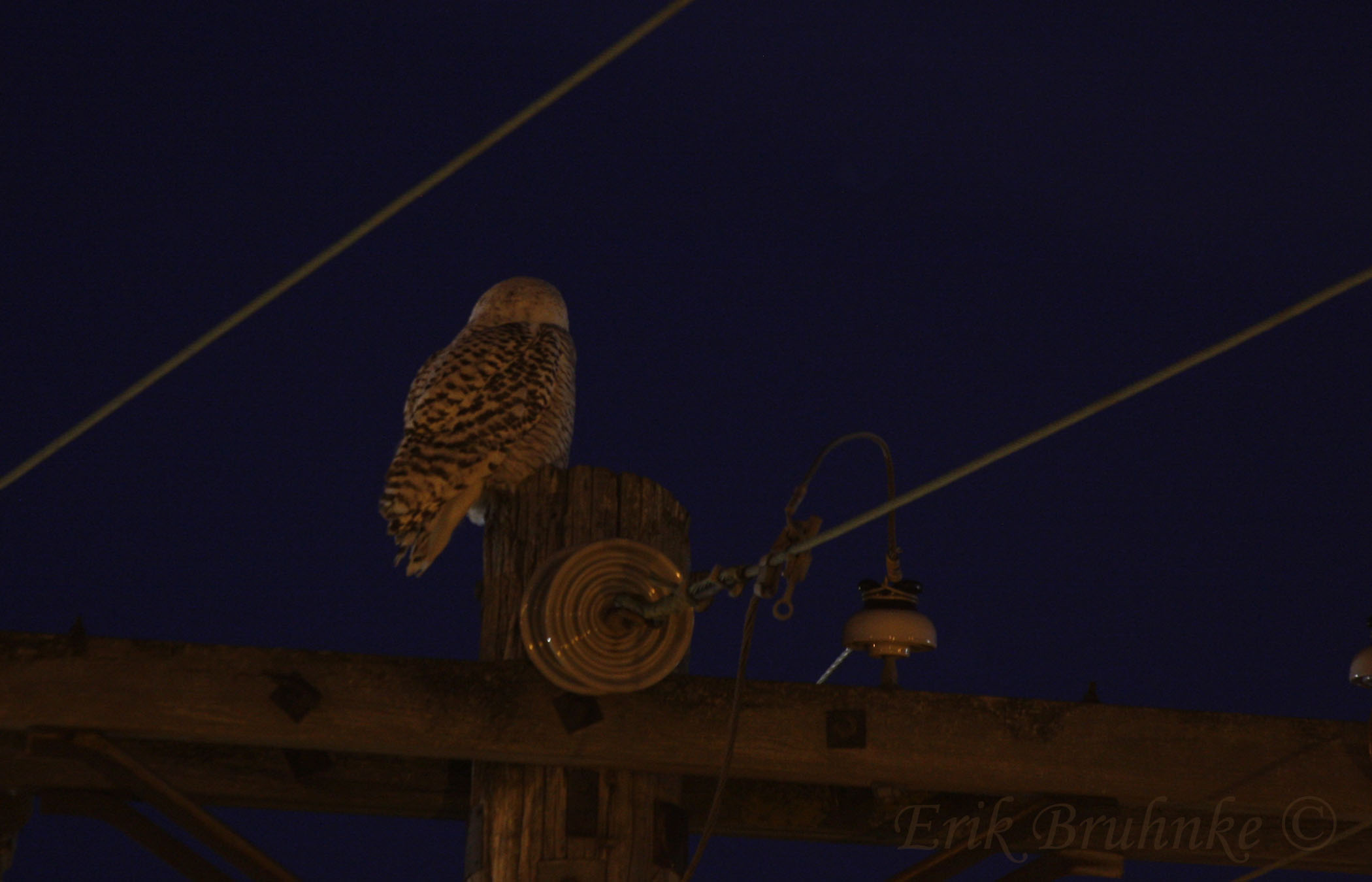Snowy Owl. Four-second shutter exposuer. No flash was used
