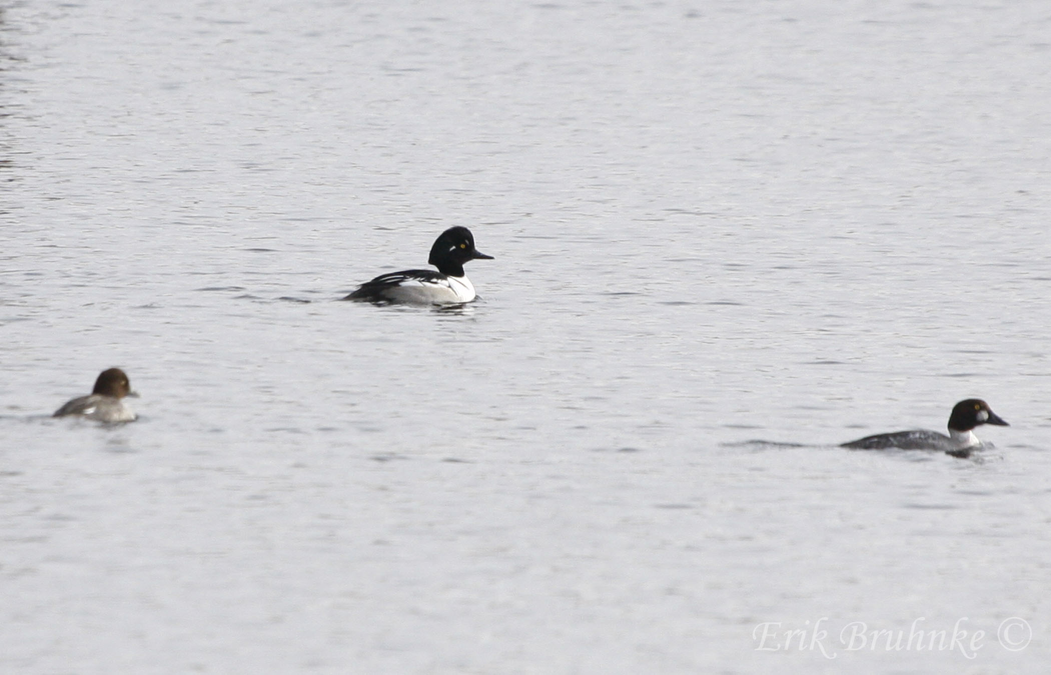 Hooded Merganser x Common Goldeneye hybrid, with Common Goldeneyes