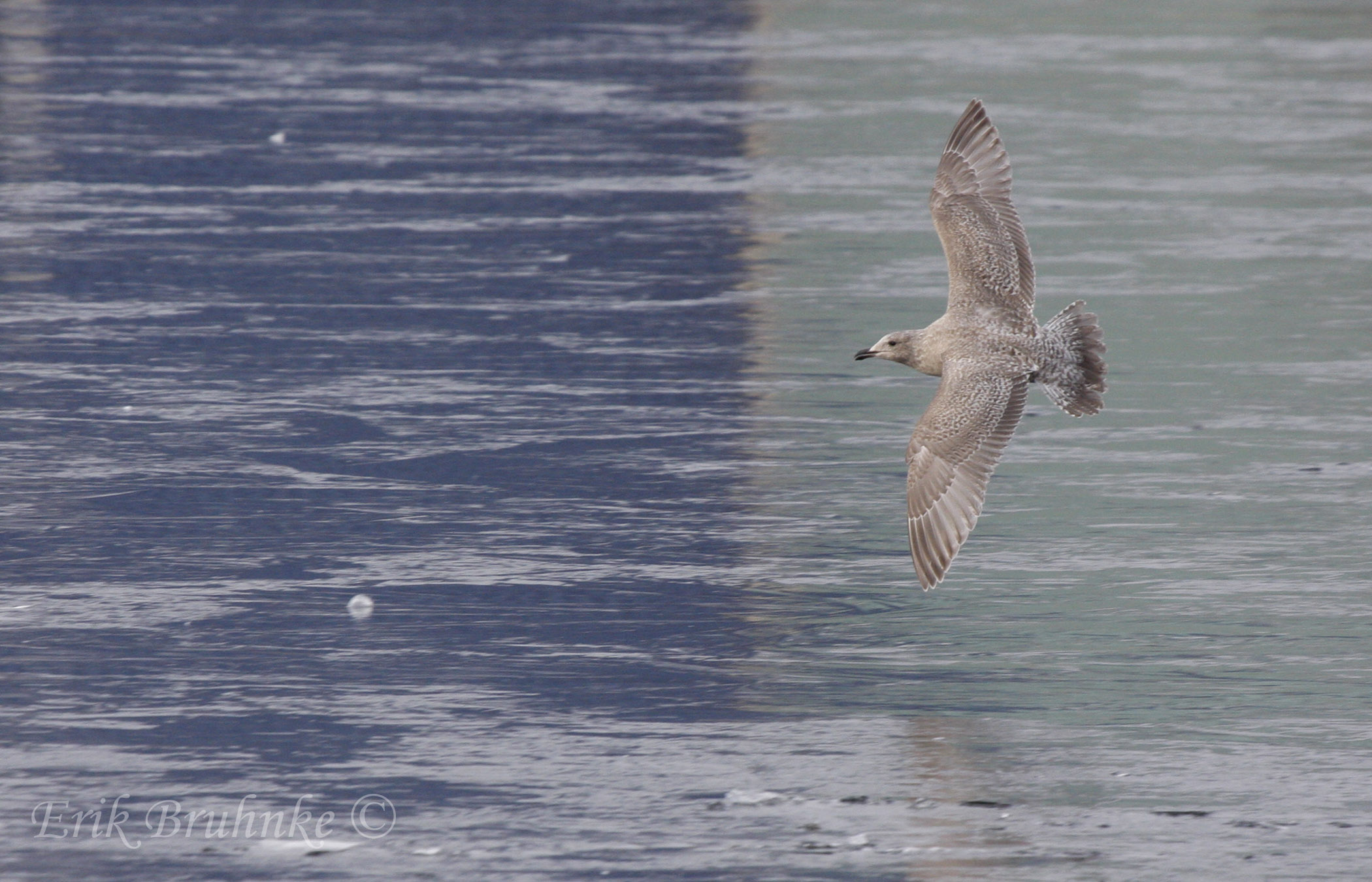 Thayers Gull (1st-cycle)