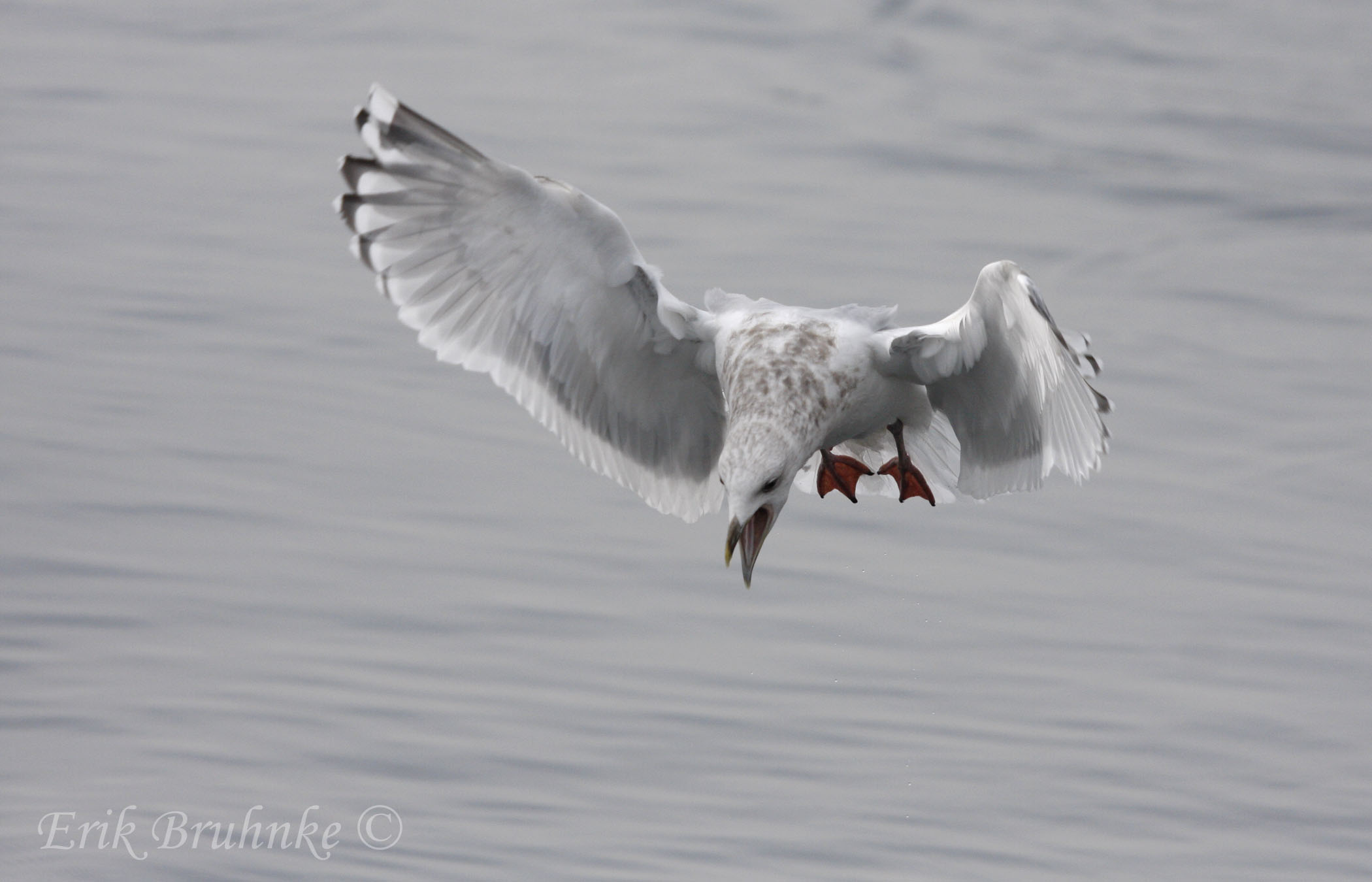 Thayers Gull