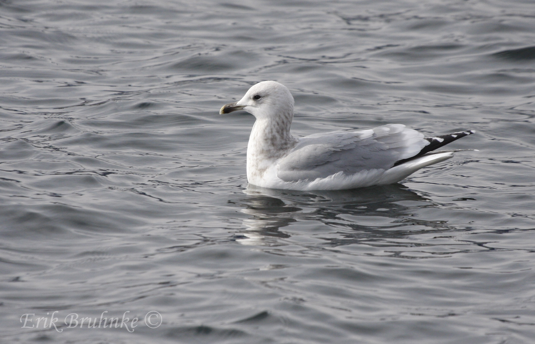 Thayers Gull