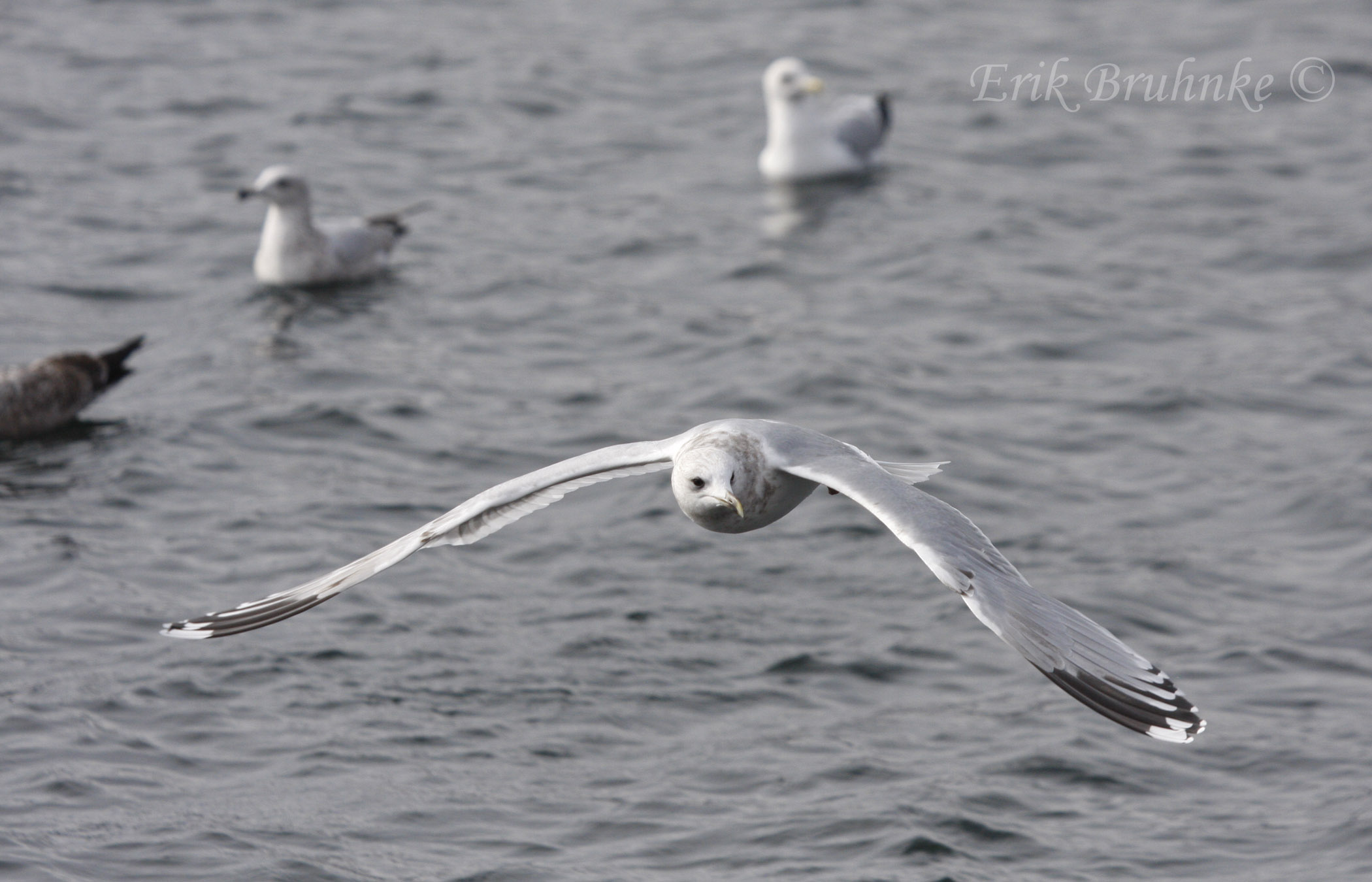 Thayers Gull