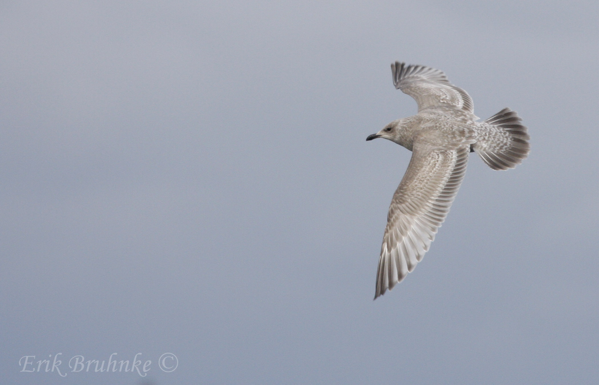Thayers Gull 1st-cycle