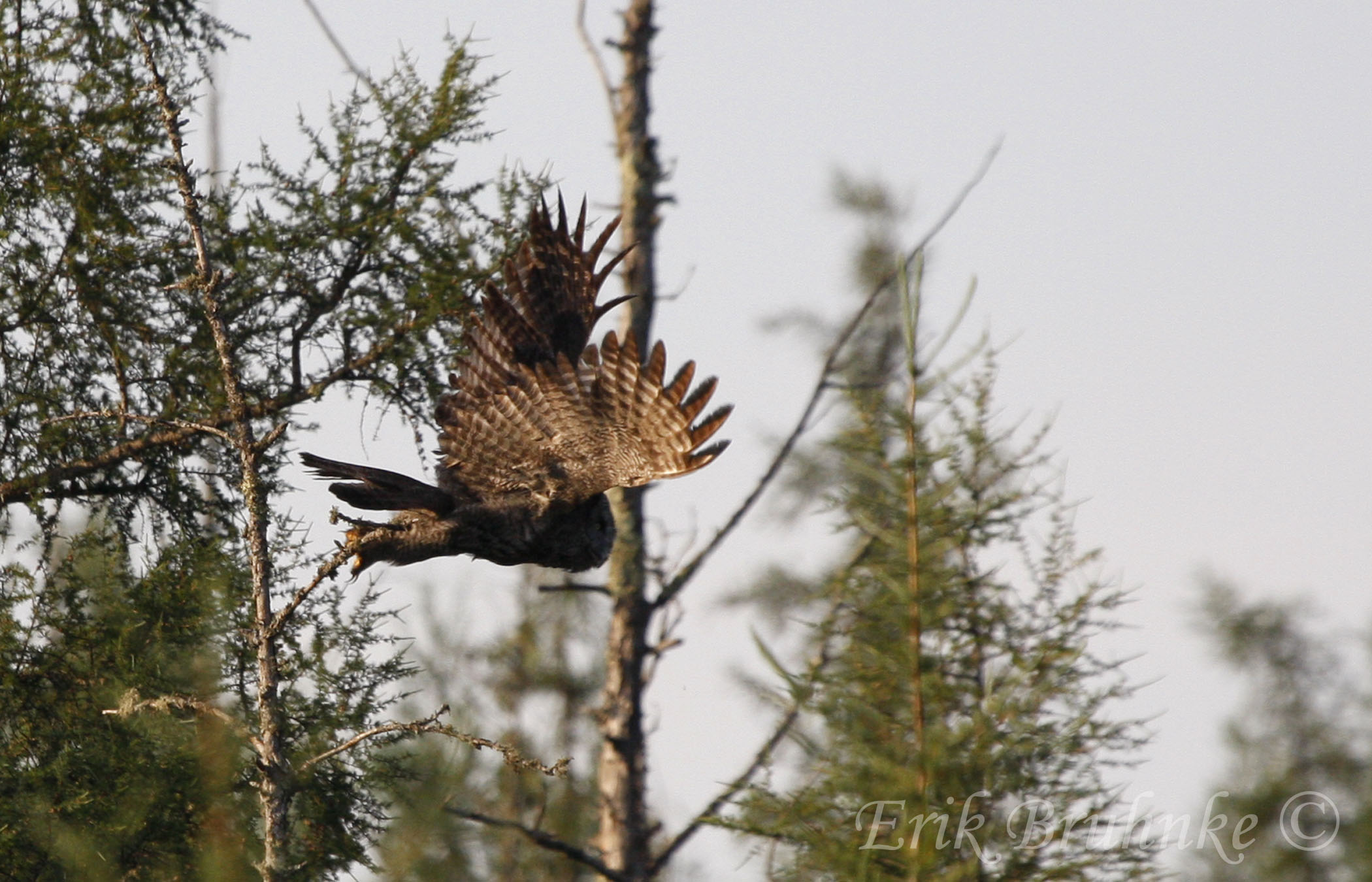 Great Gray Owl taking flight