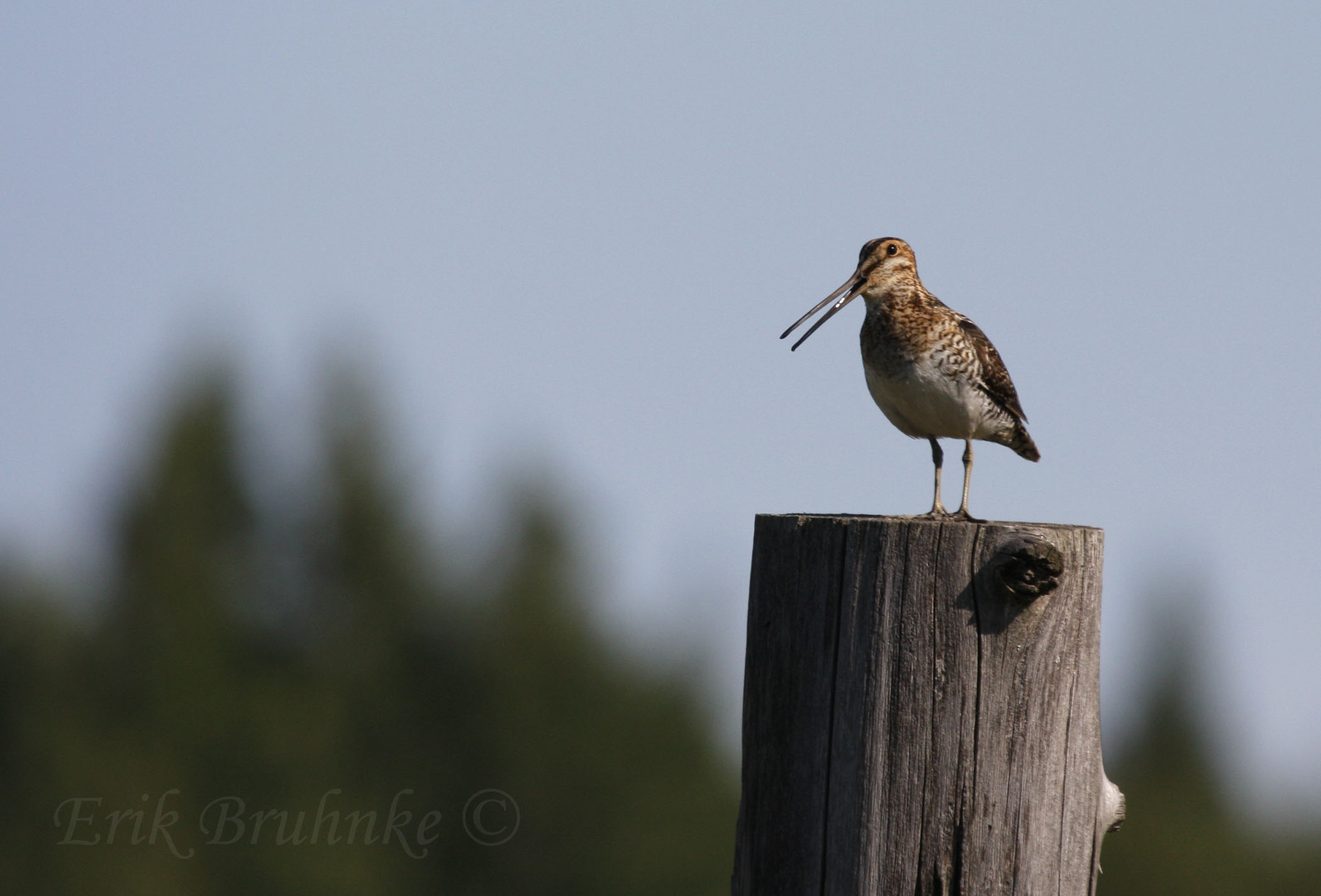 Wilsons Snipe... letting all of the other creatures know hes here, and ready to do some winnowing
