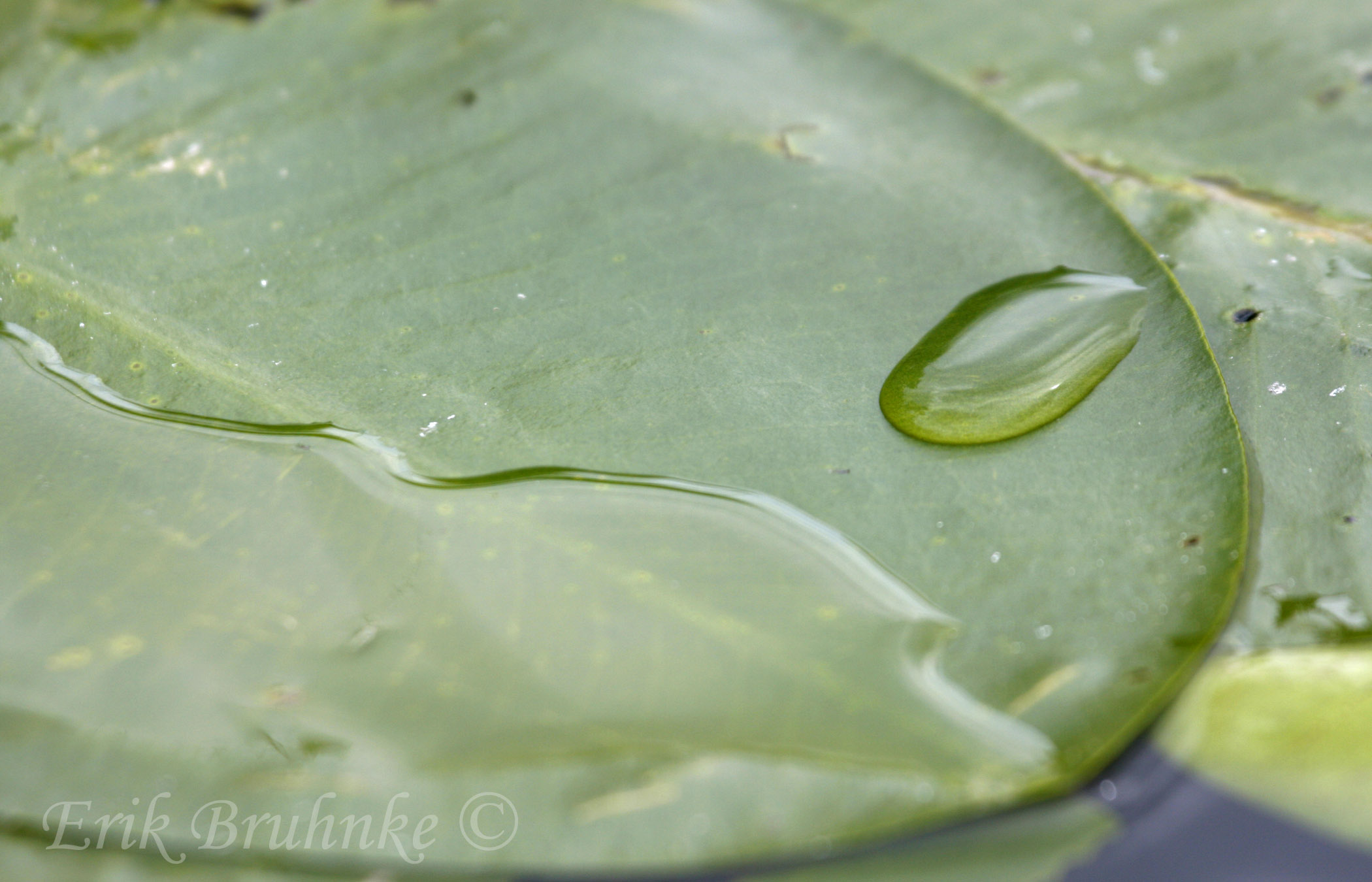 Water on the Lily