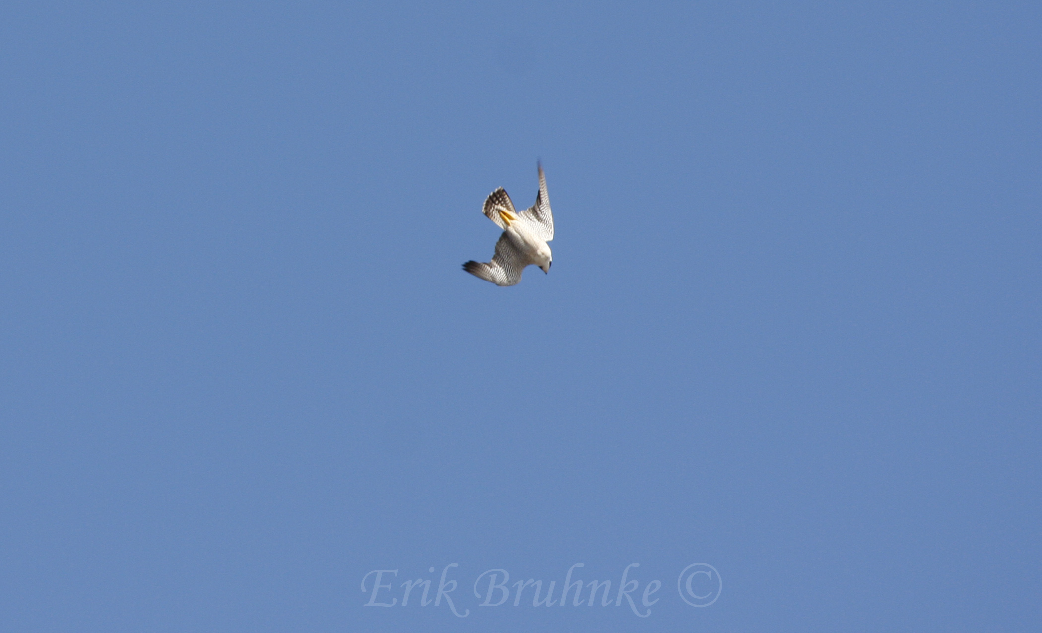 Adult Peregrine Falcon by Canal Park... we might see this guy up at the ridge!