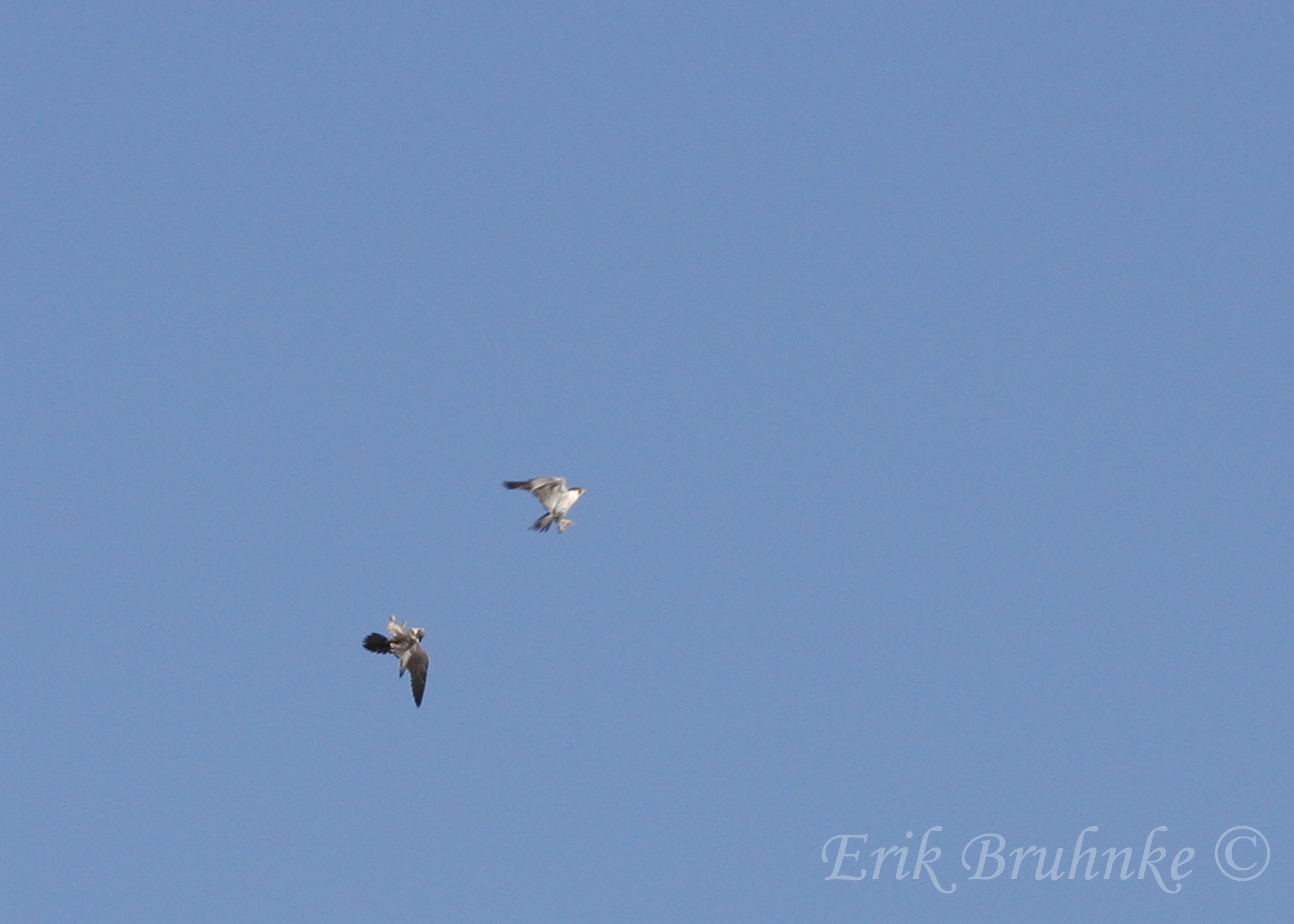 Peregrine Falcons by Canal Park... we might see these guys up at the ridge!