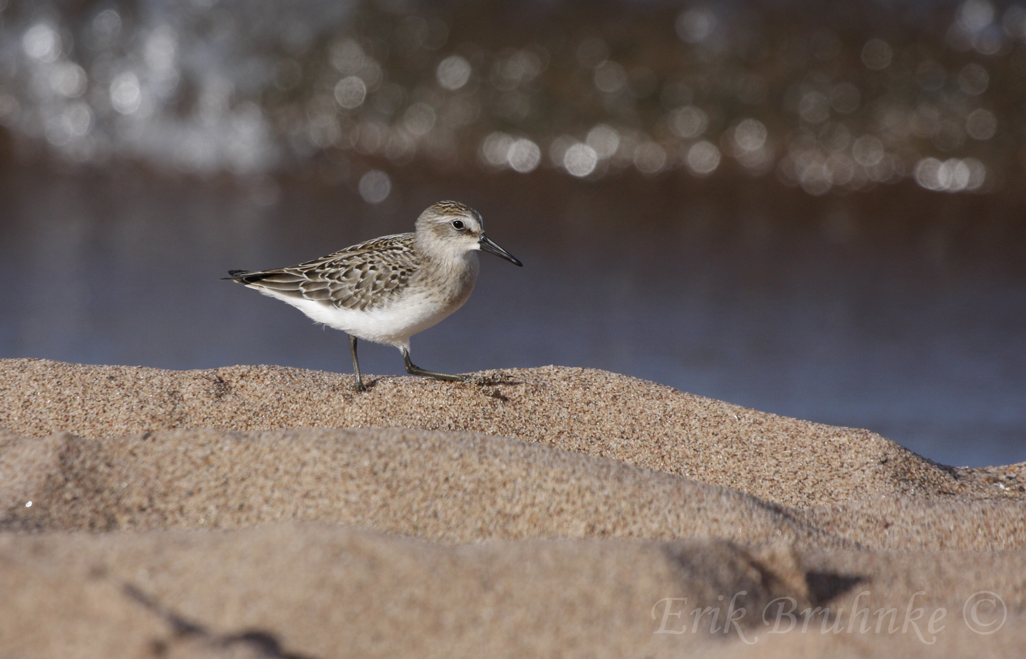 Semipalmated Sandpiper