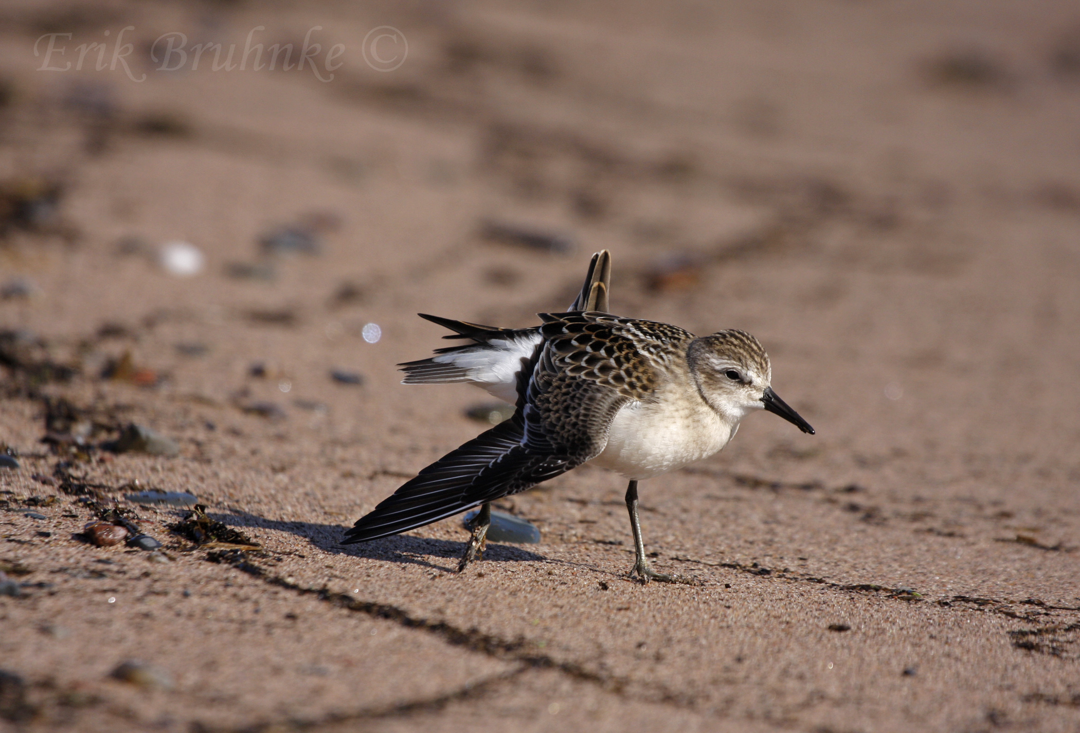 Semipalmated Sandpiper