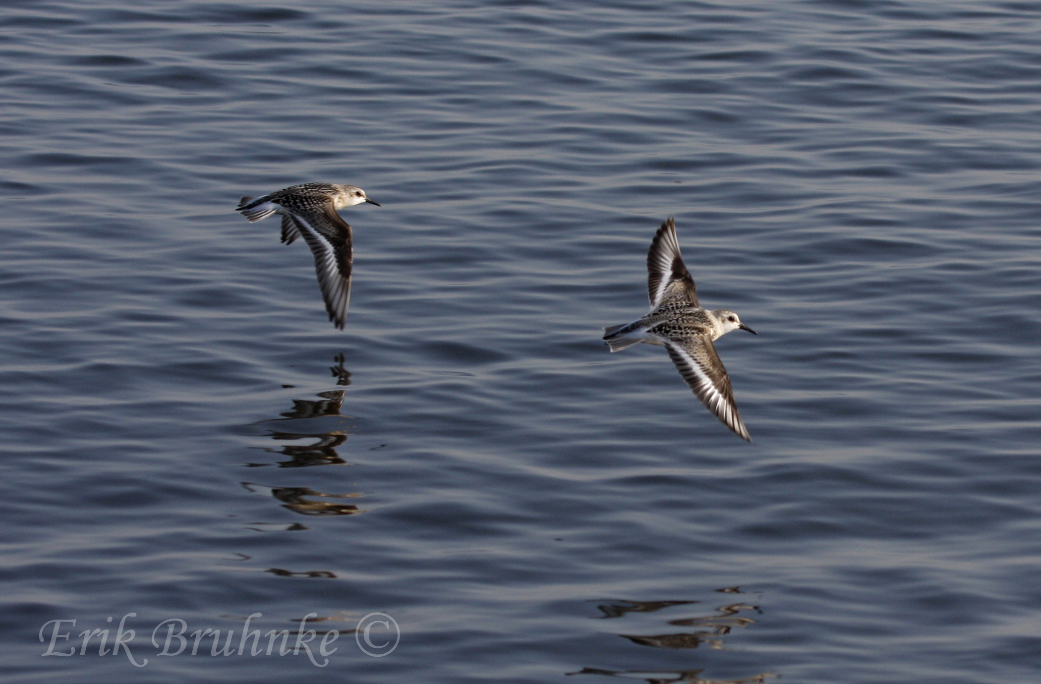 Sanderlings zipping by