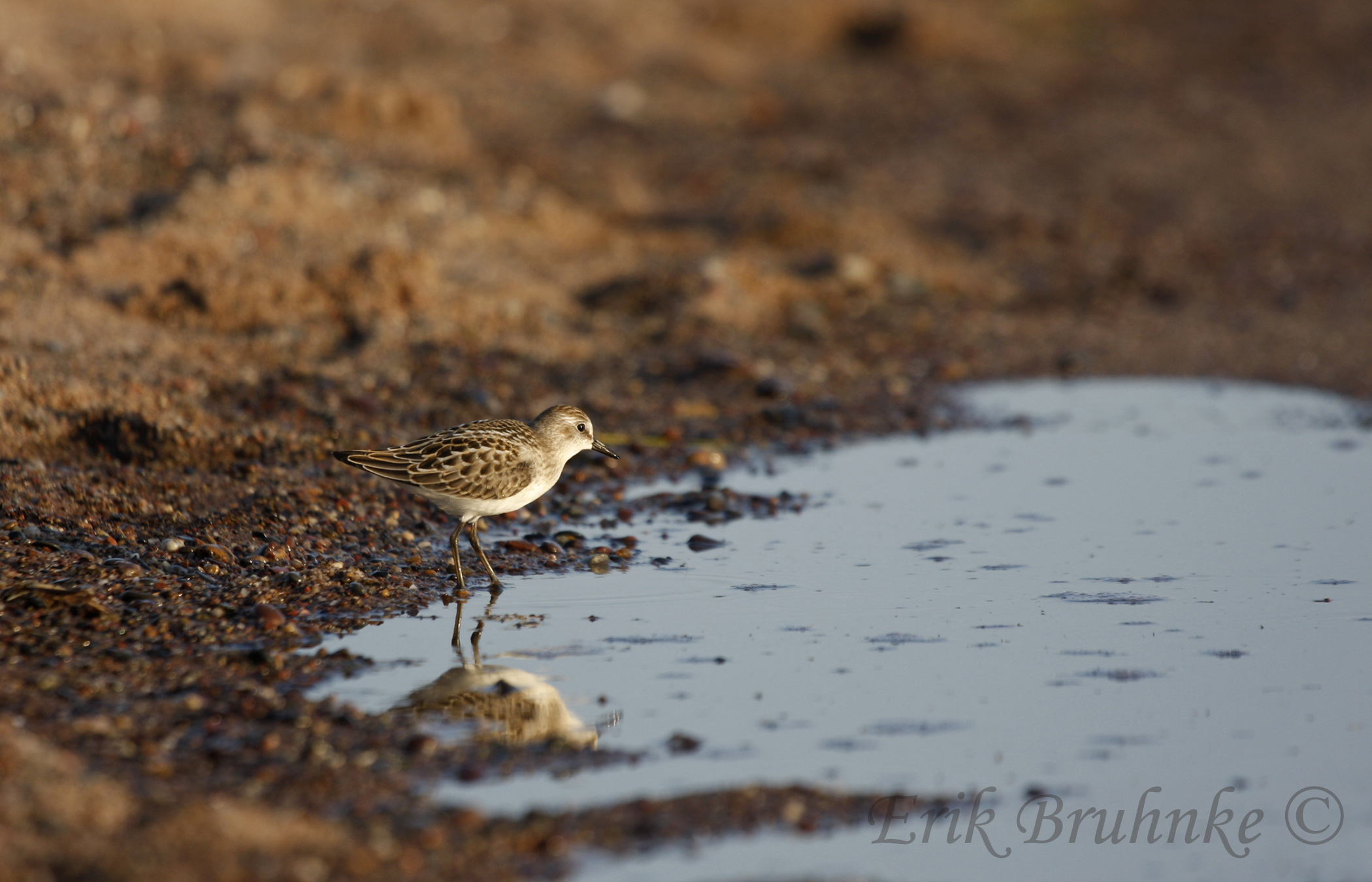 Semipalmated Sandpiper