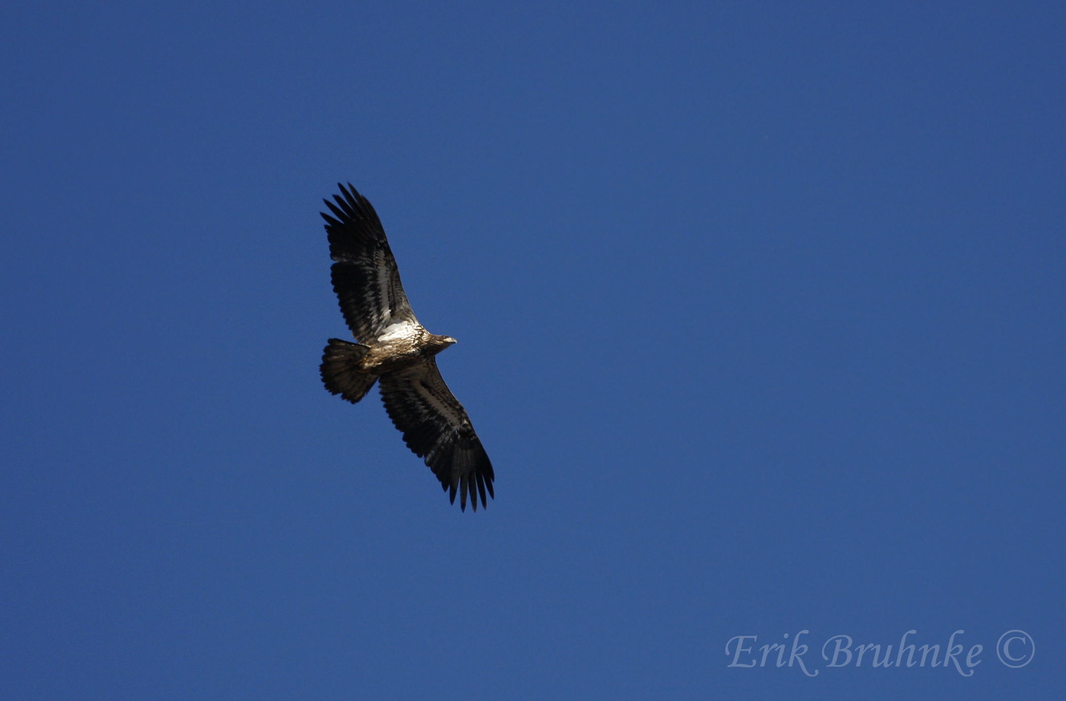 Bald Eagle (juvenile)