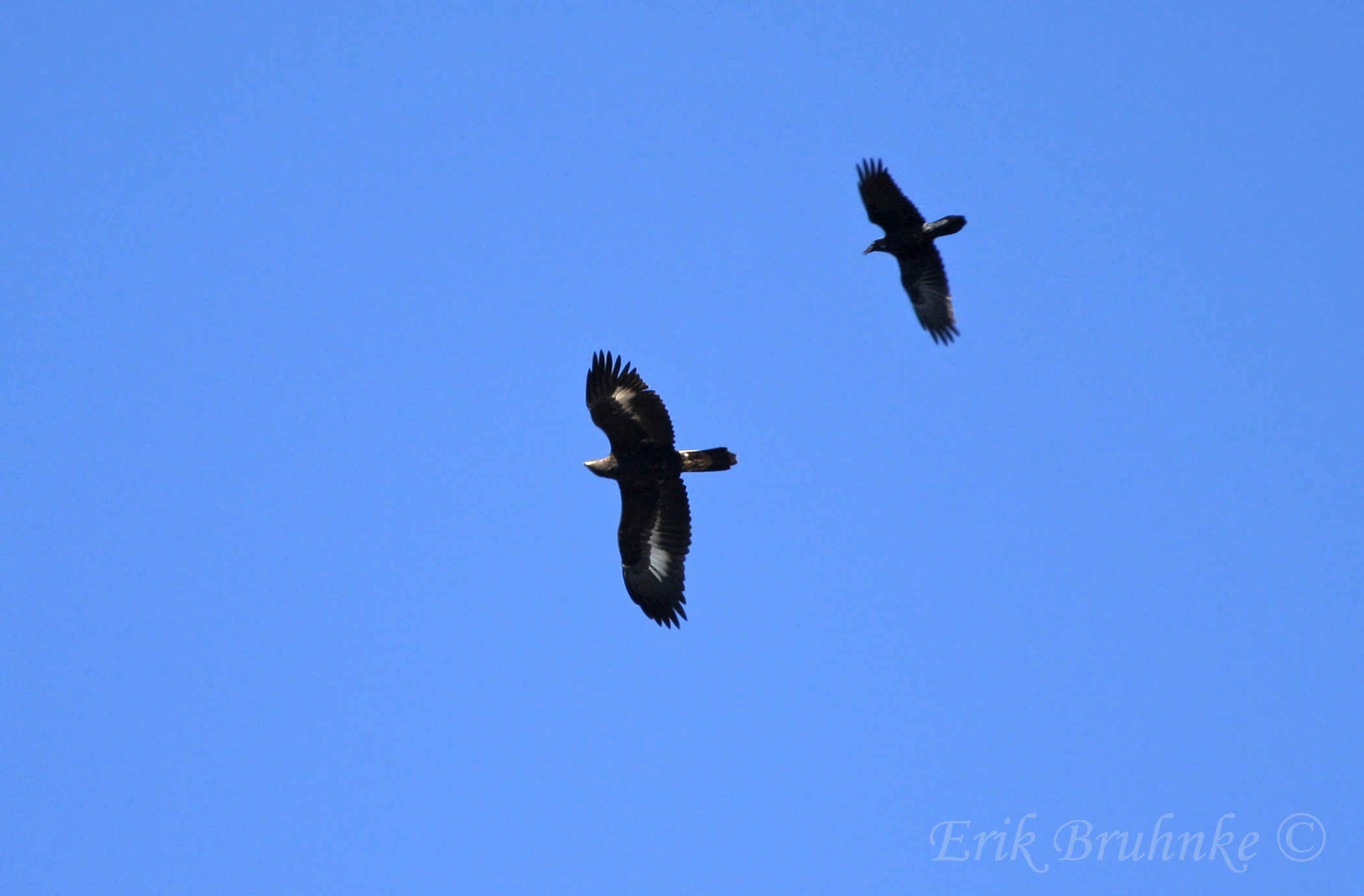 Juvenile Golden Eagle looking up at a mobbing Common Raven