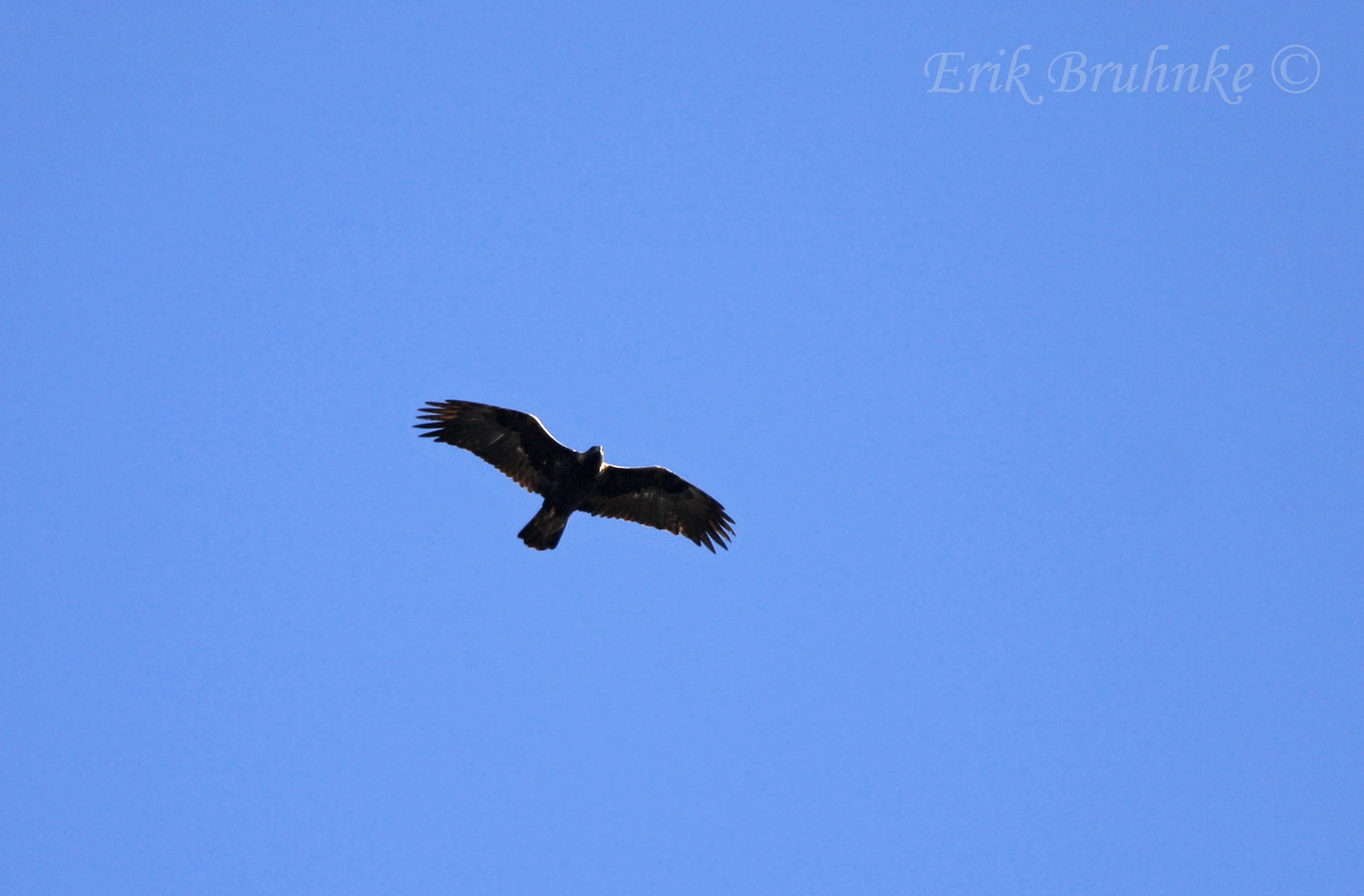 Golden Eagle (adult)