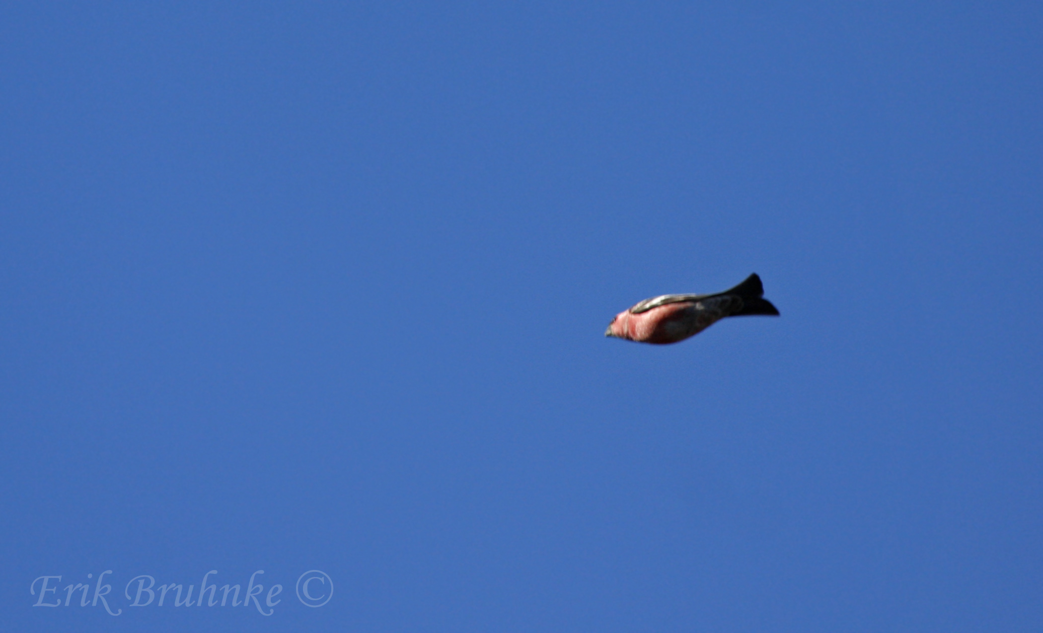Pine Grosbeak (male)