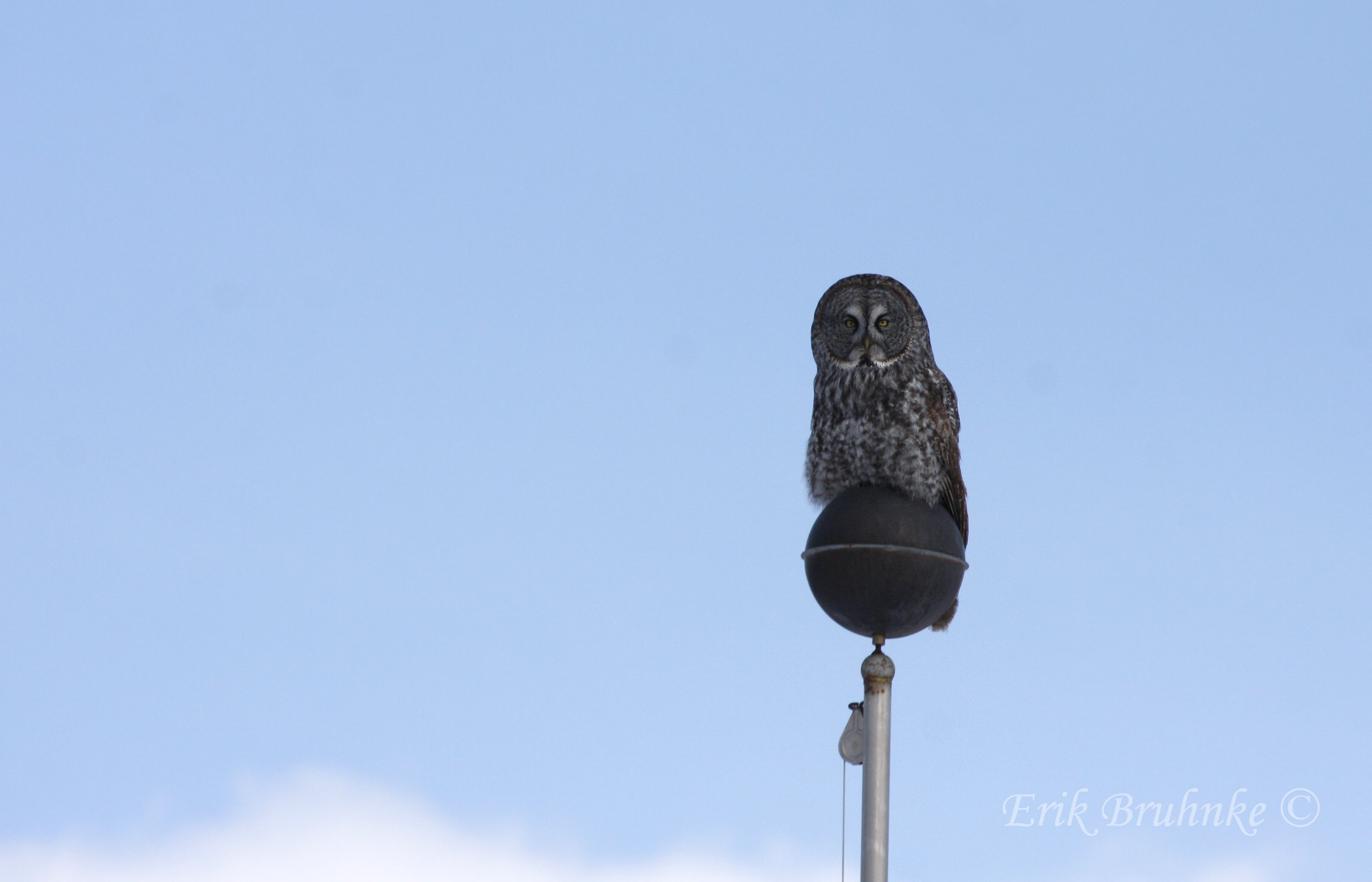 Great Gray Owl